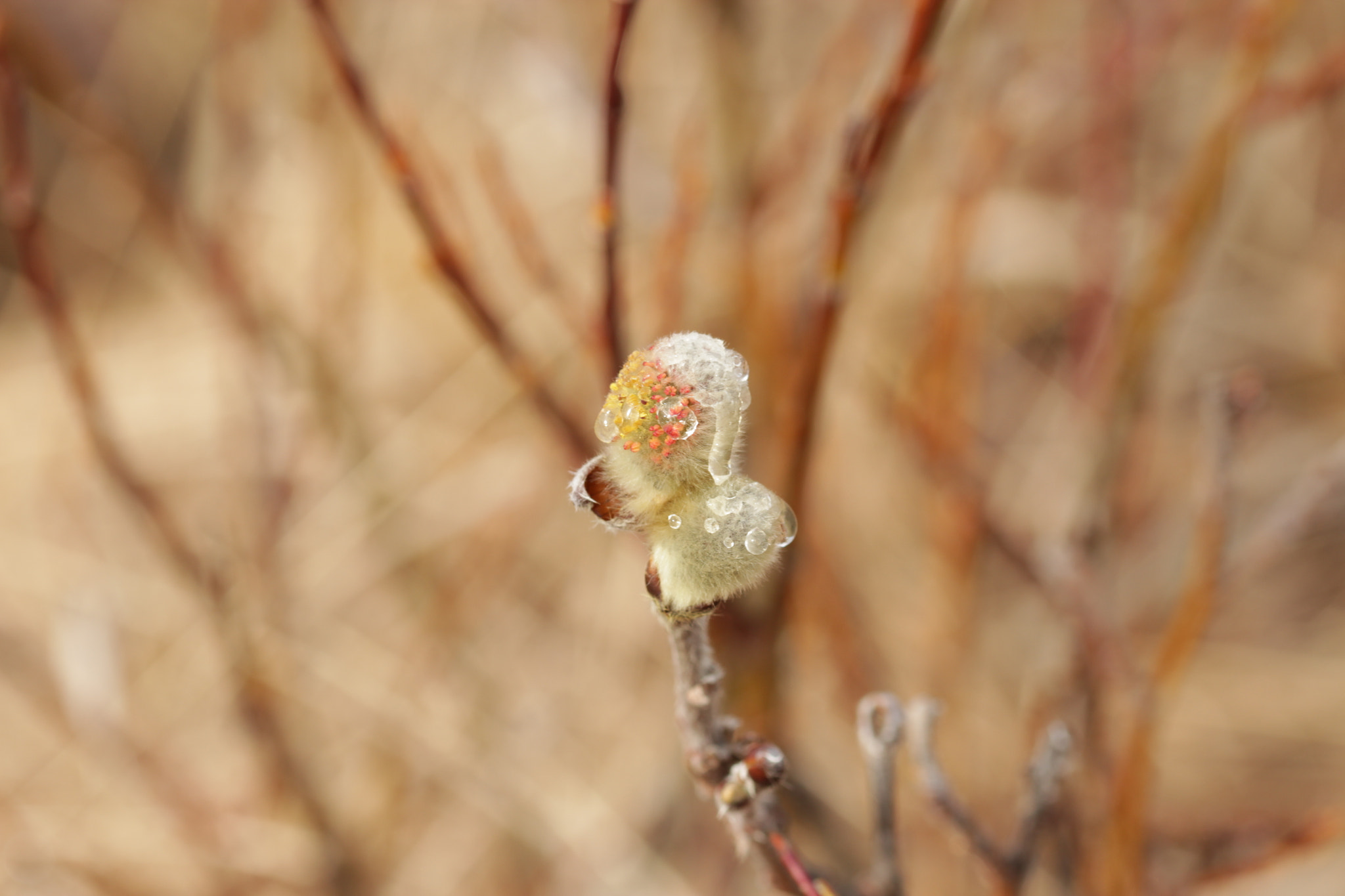 Sigma 105mm F2.8 EX DG OS HSM sample photo. Little flower in iceland photography
