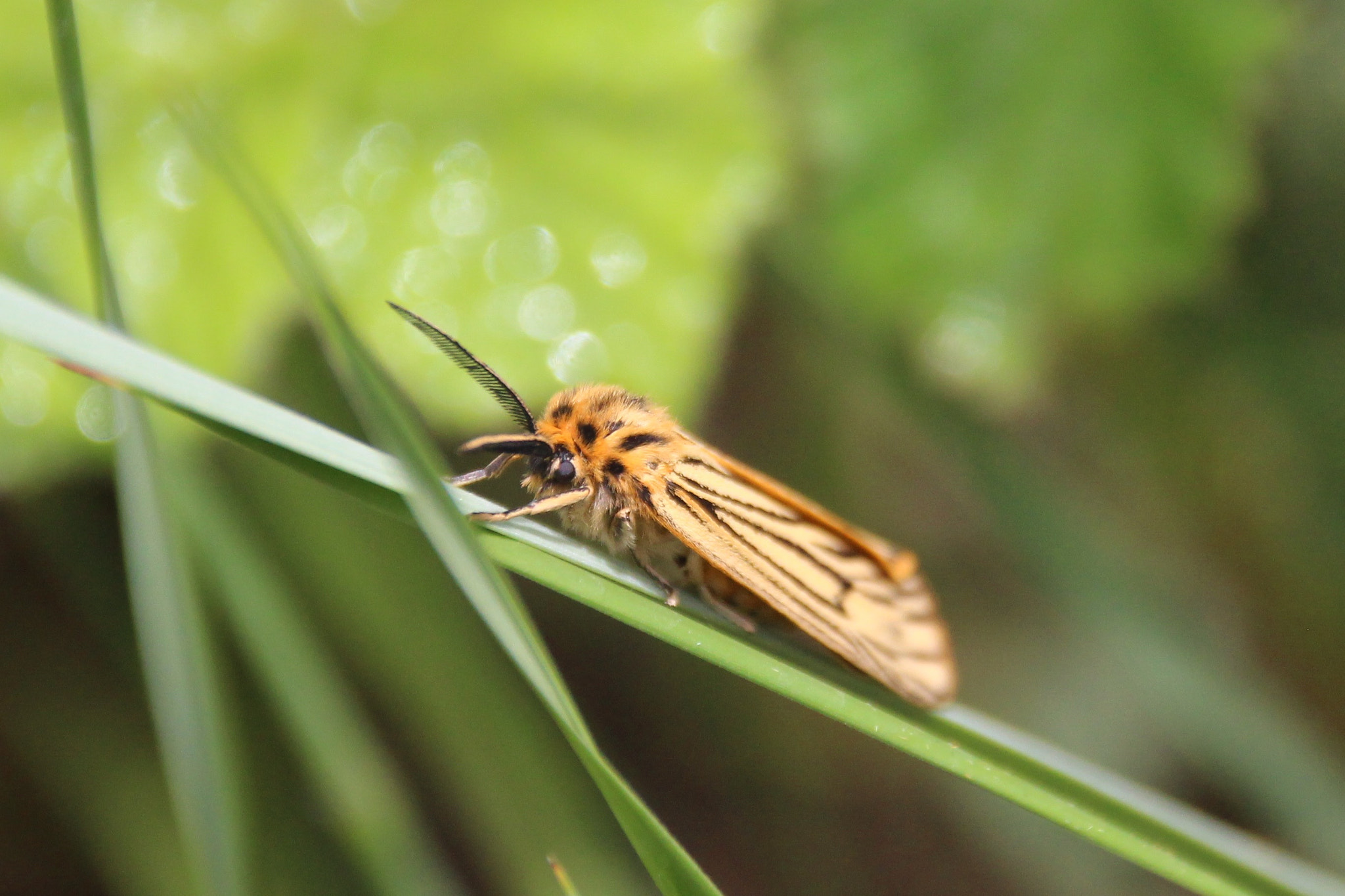 Sigma 18-250mm F3.5-6.3 DC OS HSM sample photo. Coscinia striata photography