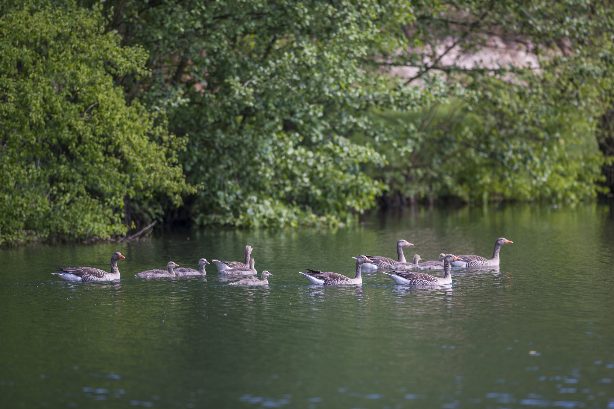 Nikon AF-S Nikkor 300mm F2.8G ED VR II sample photo. Vögel im park photography