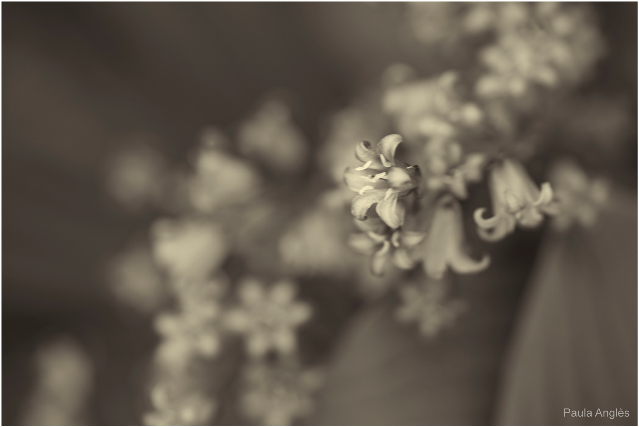 Sony a99 II + 90mm F2.8 Macro SSM sample photo. Floras photography