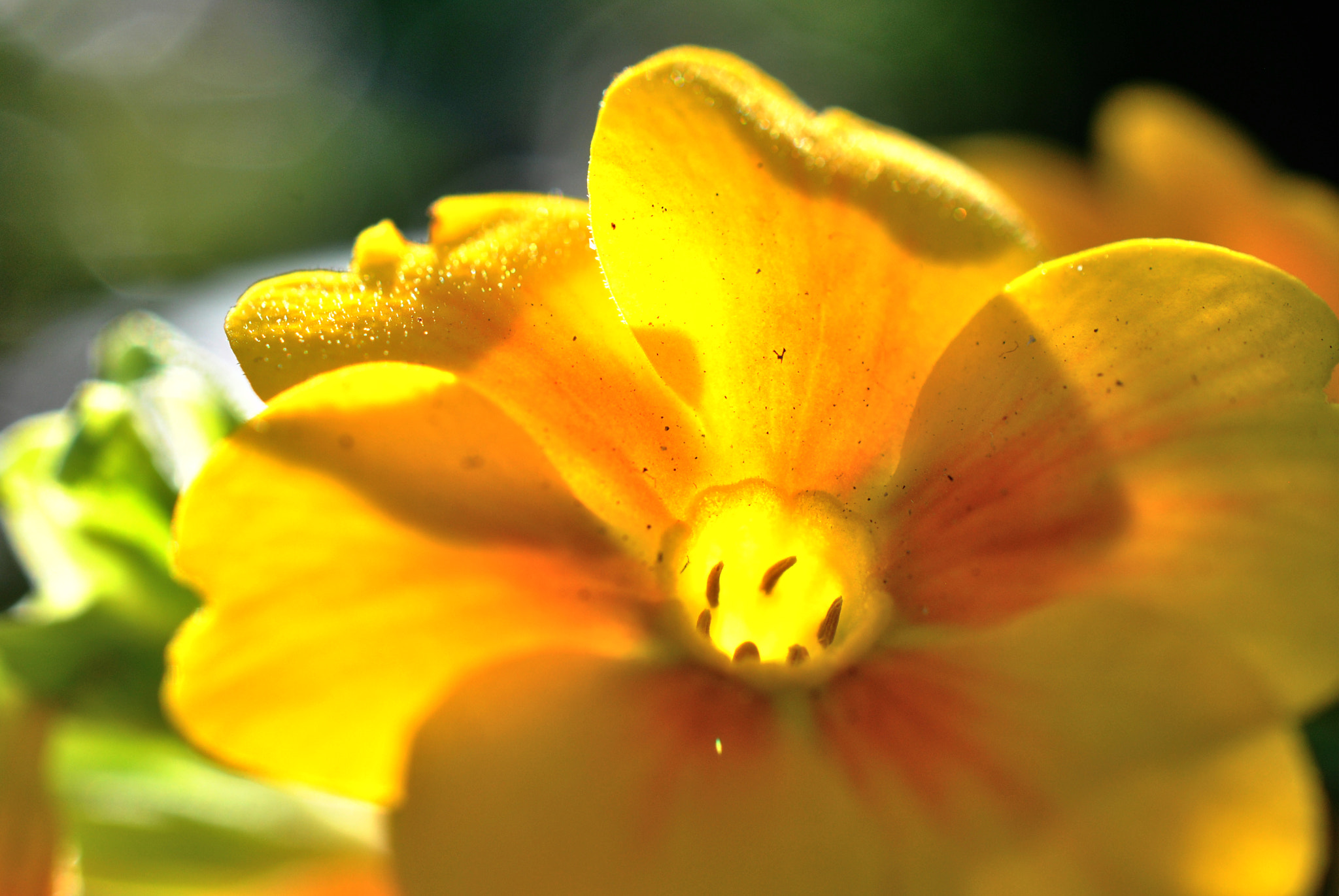 Nikon AF-S DX Micro Nikkor 40mm F2.8 sample photo. Sunchild photography