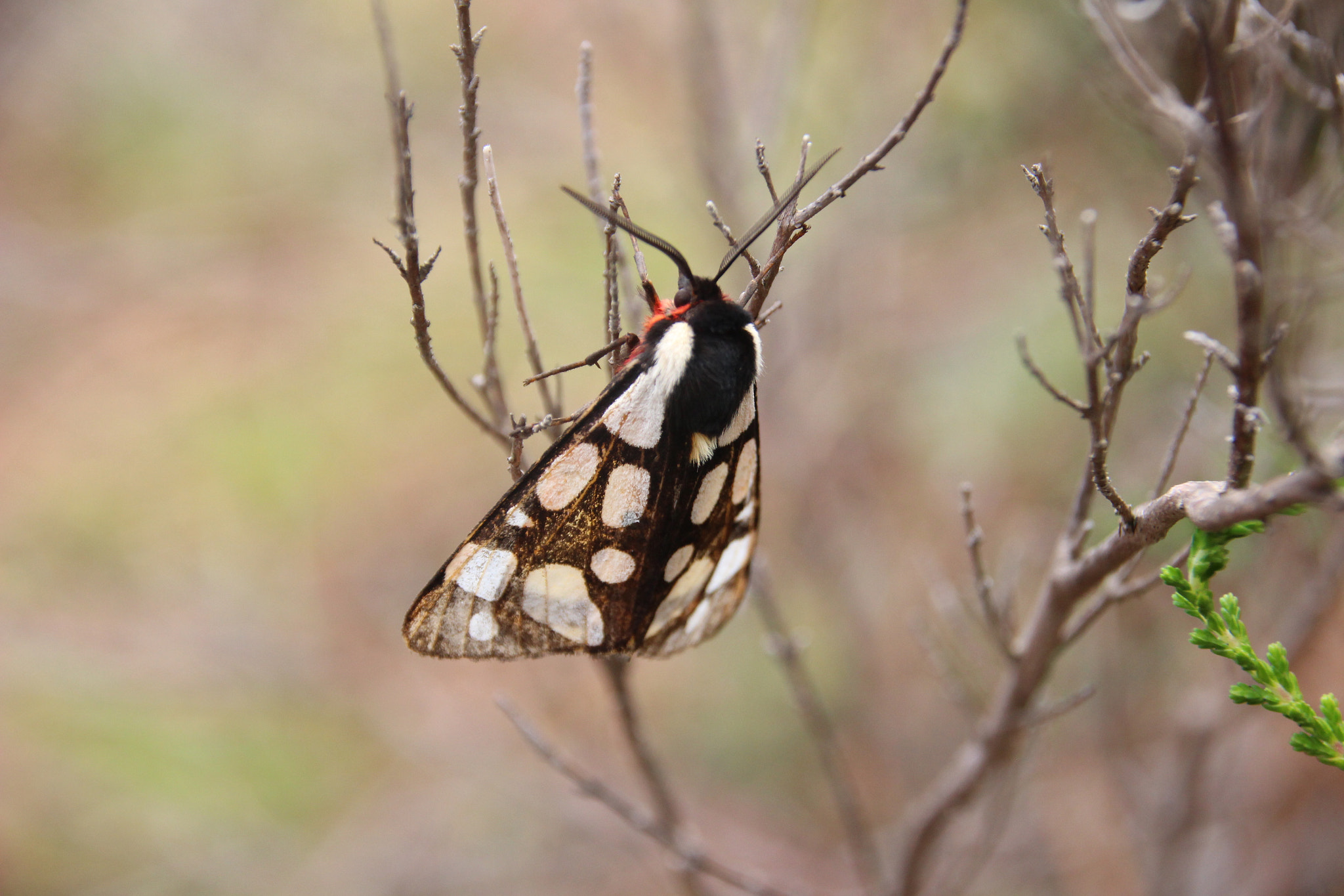 Sigma 18-250mm F3.5-6.3 DC OS HSM sample photo. Epicallia villica photography