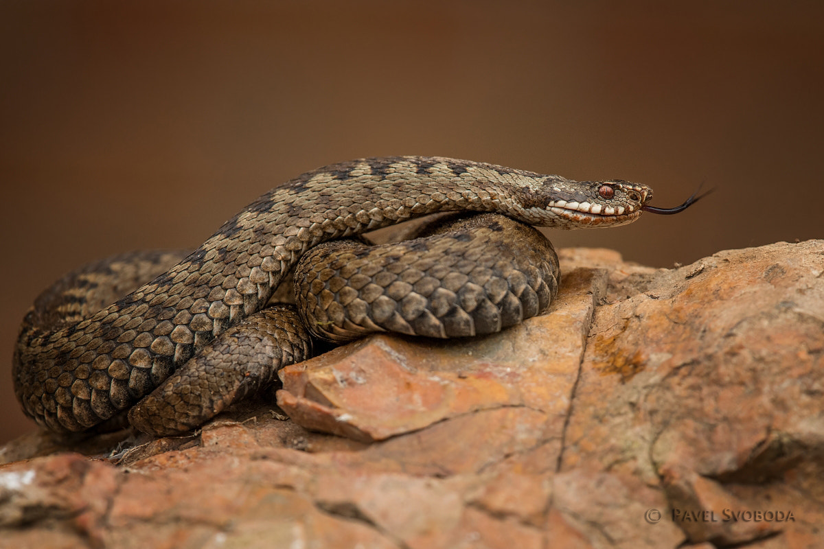 Nikon Nikkor AF-S 300mm F4E PF ED VR sample photo. Common european viper photography