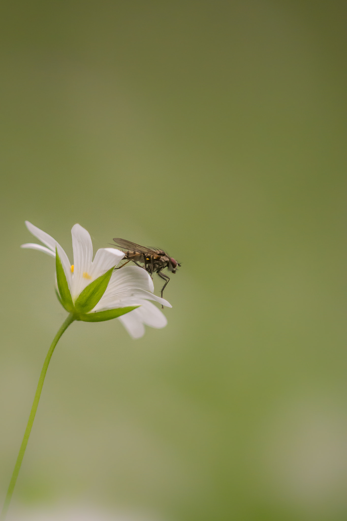 Nikon D7100 + Sigma APO Tele Macro 300mm F4 sample photo. Ready for take-off photography