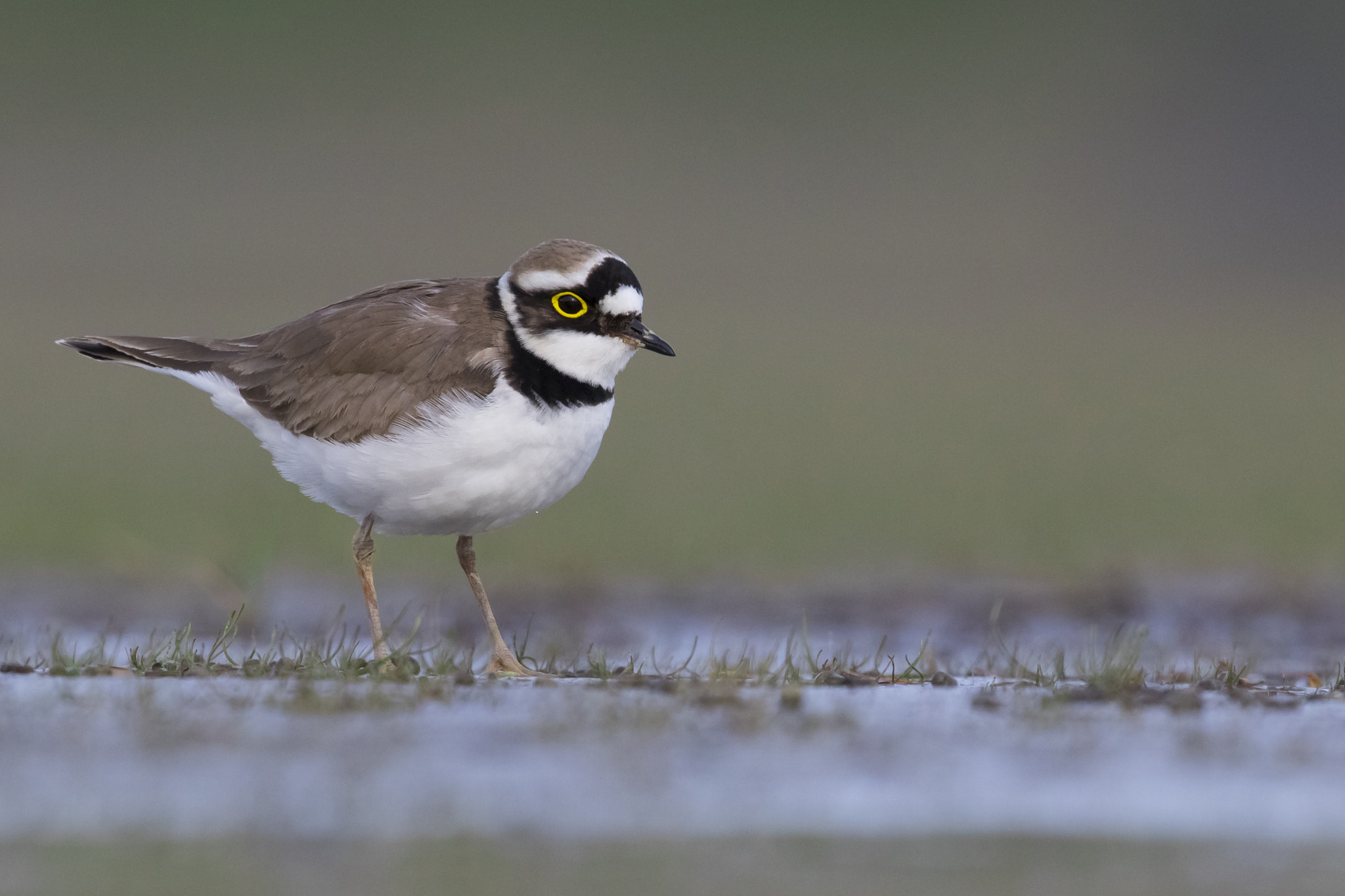 Canon EF 300mm F2.8L IS II USM sample photo. Little ringed plover photography