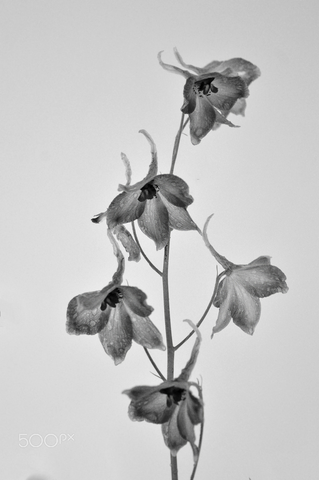 Nikon D3200 sample photo. Delphinium in black and white photography