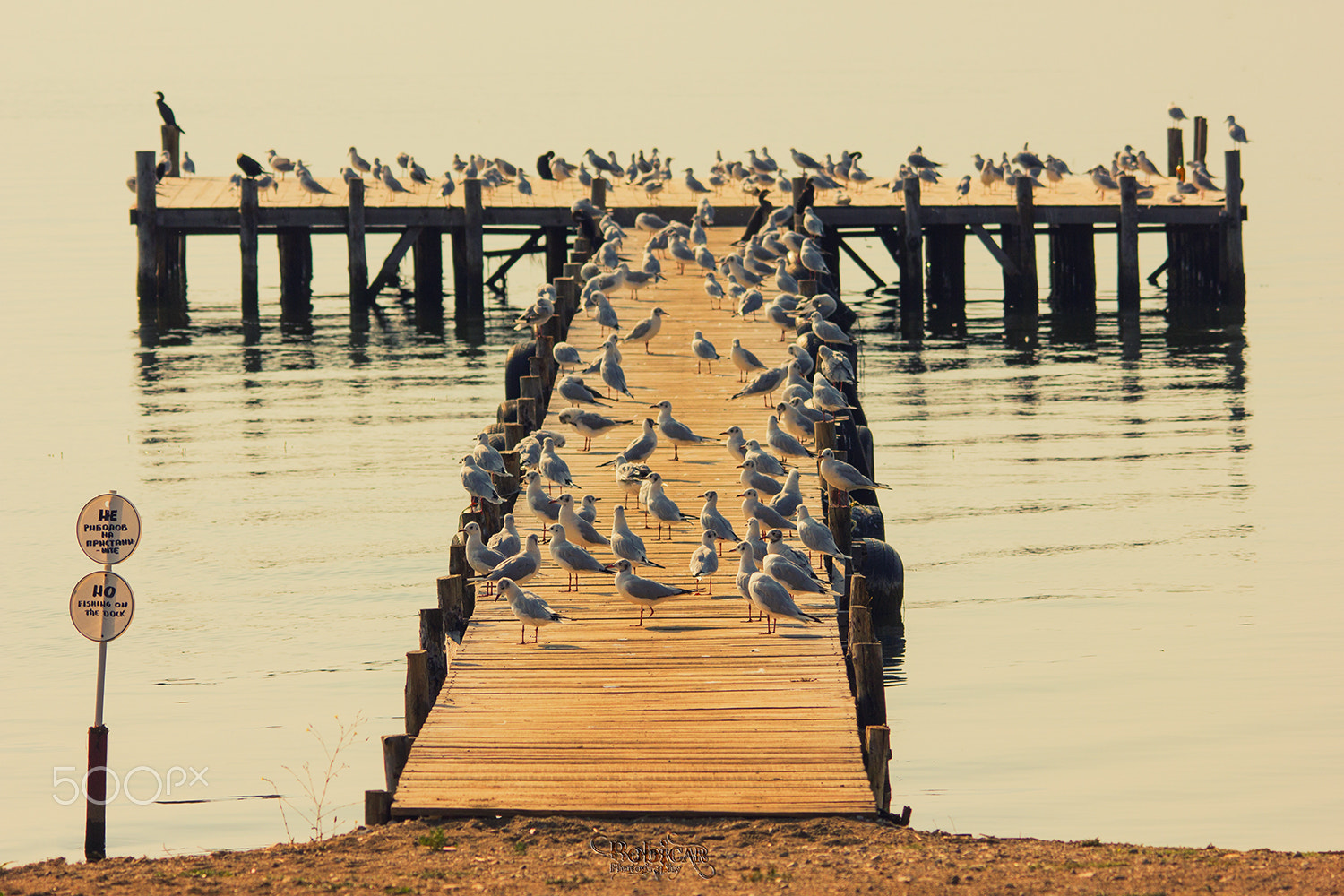 Sigma 150-500mm F5-6.3 DG OS HSM sample photo. No fishing on the dock photography