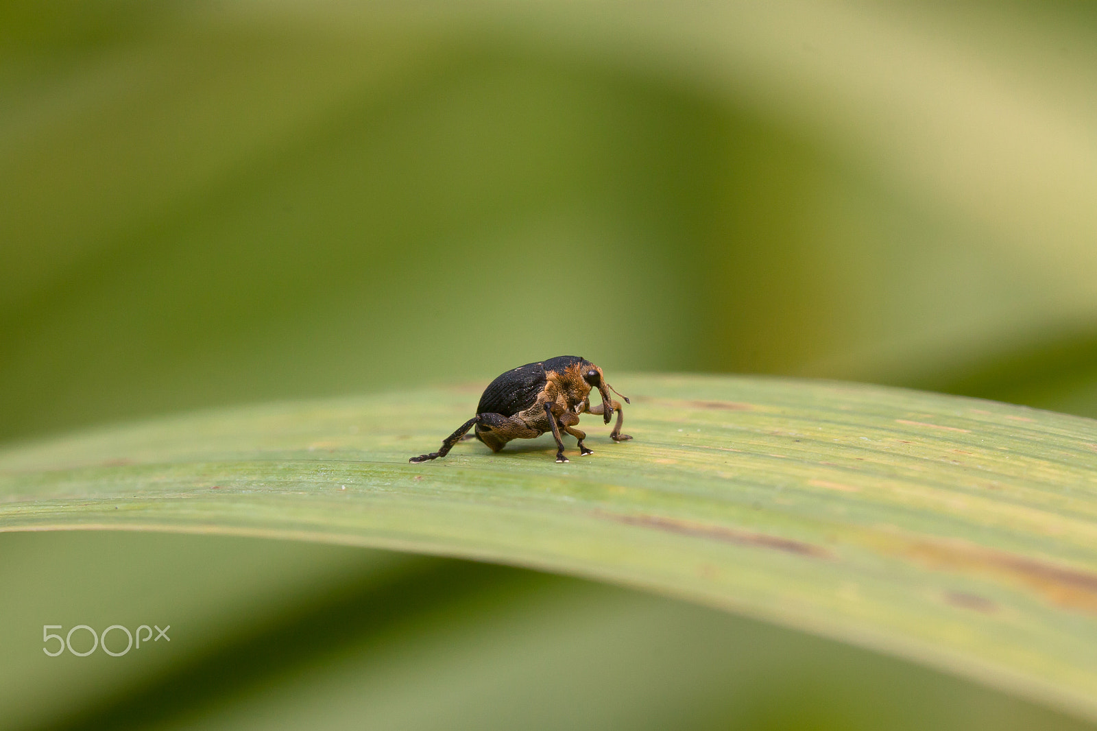 Canon EF 100mm F2.8 Macro USM sample photo. Mini-gonzo photography