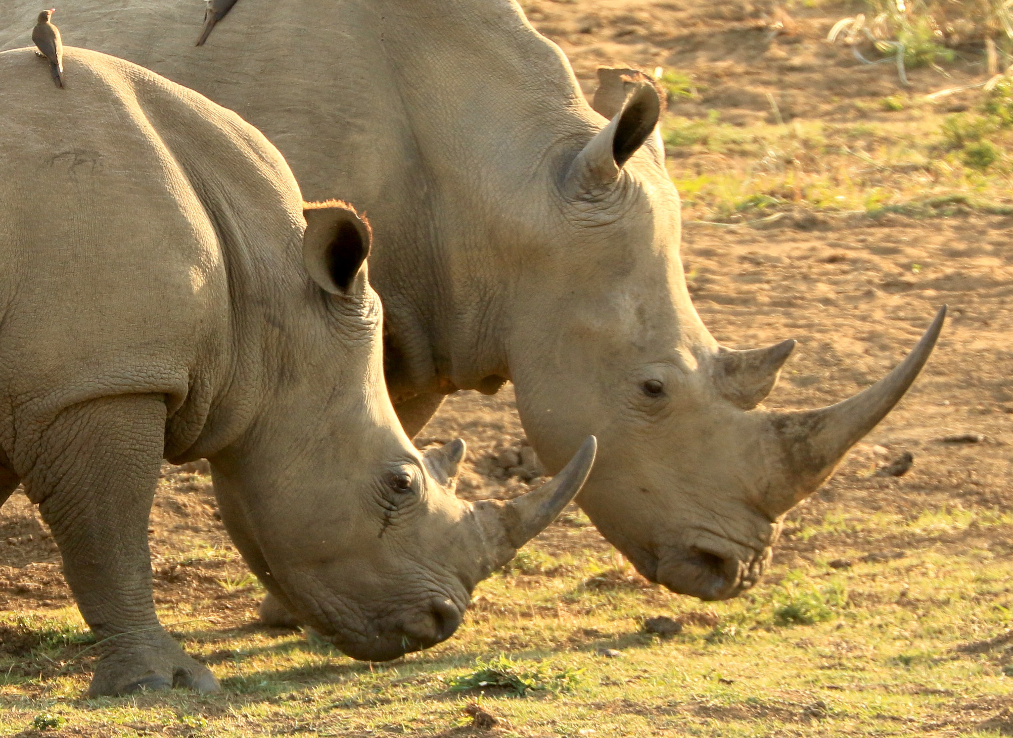 Canon EF 70-300mm F4-5.6L IS USM sample photo. Rhino photography