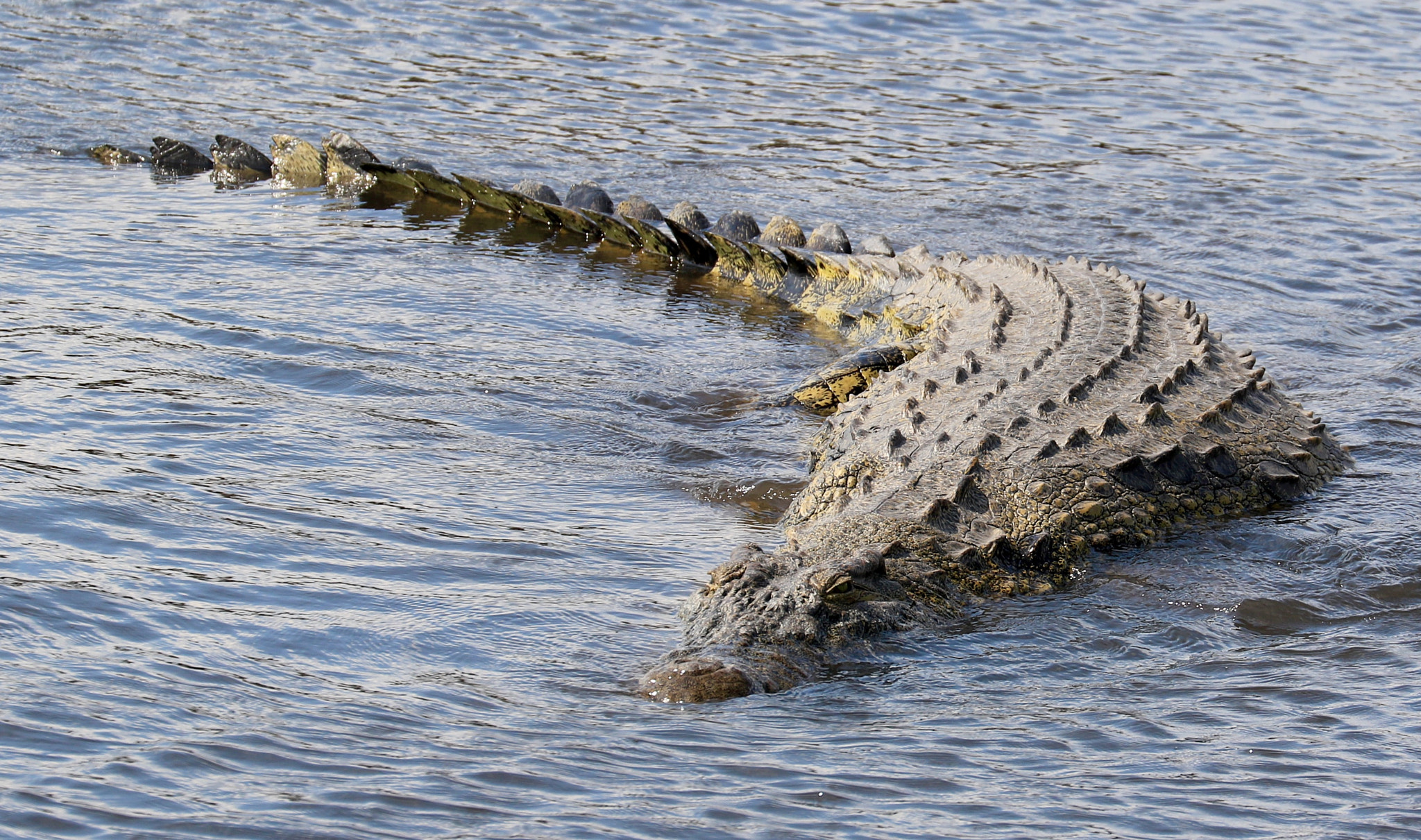 Canon EF 70-300mm F4-5.6L IS USM sample photo. Croco photography
