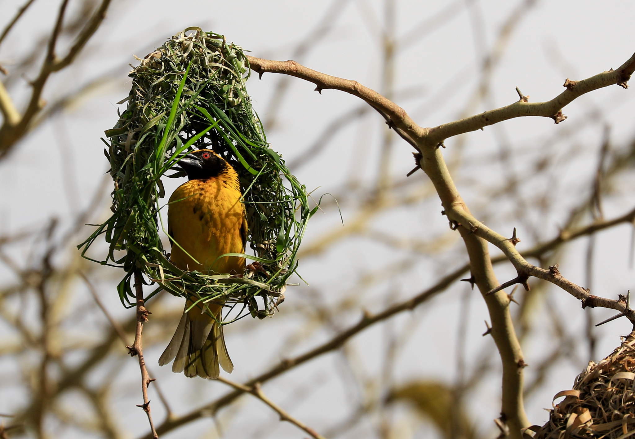 Canon EF 70-300mm F4-5.6L IS USM sample photo. Bird house photography