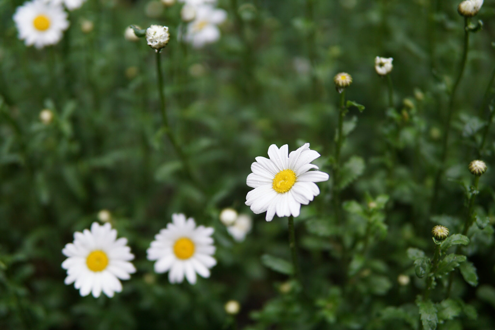 Sony a5100 sample photo. Daisy  photography