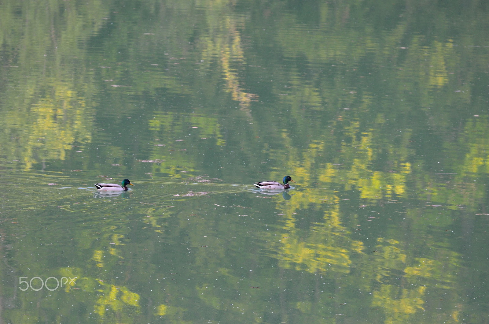Nikon AF-S Nikkor 70-200mm F4G ED VR sample photo. Duck lake.jpg photography