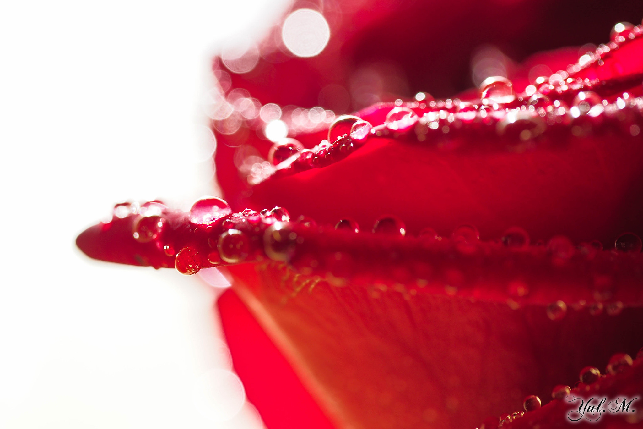 Panasonic Leica DG Macro-Elmarit 45mm F2.8 ASPH OIS sample photo. Olympus digital camera photography