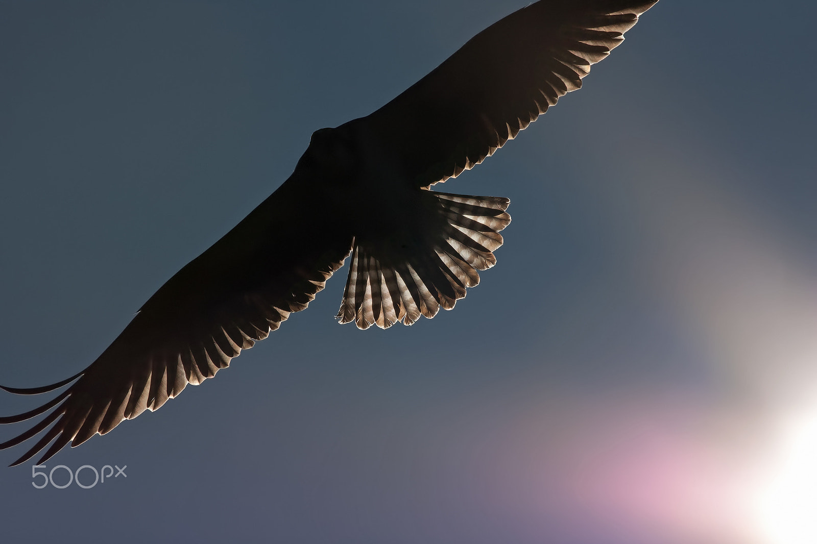 Canon EOS 40D + Canon EF 400mm F5.6L USM sample photo. Osprey flyover photography