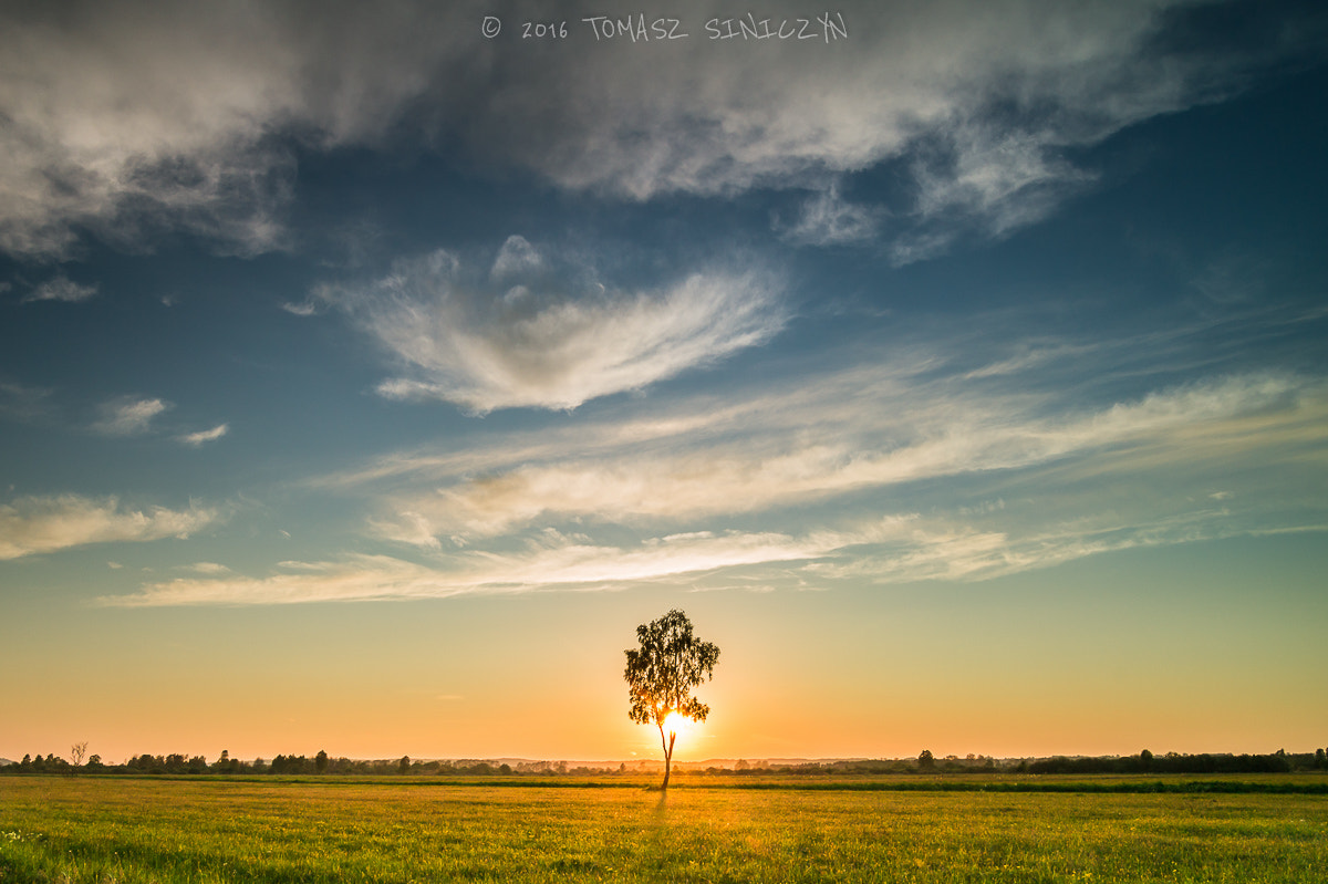 Samsung NX11 + Samsung NX 12-24mm F4-5.6 ED sample photo. Tree photography