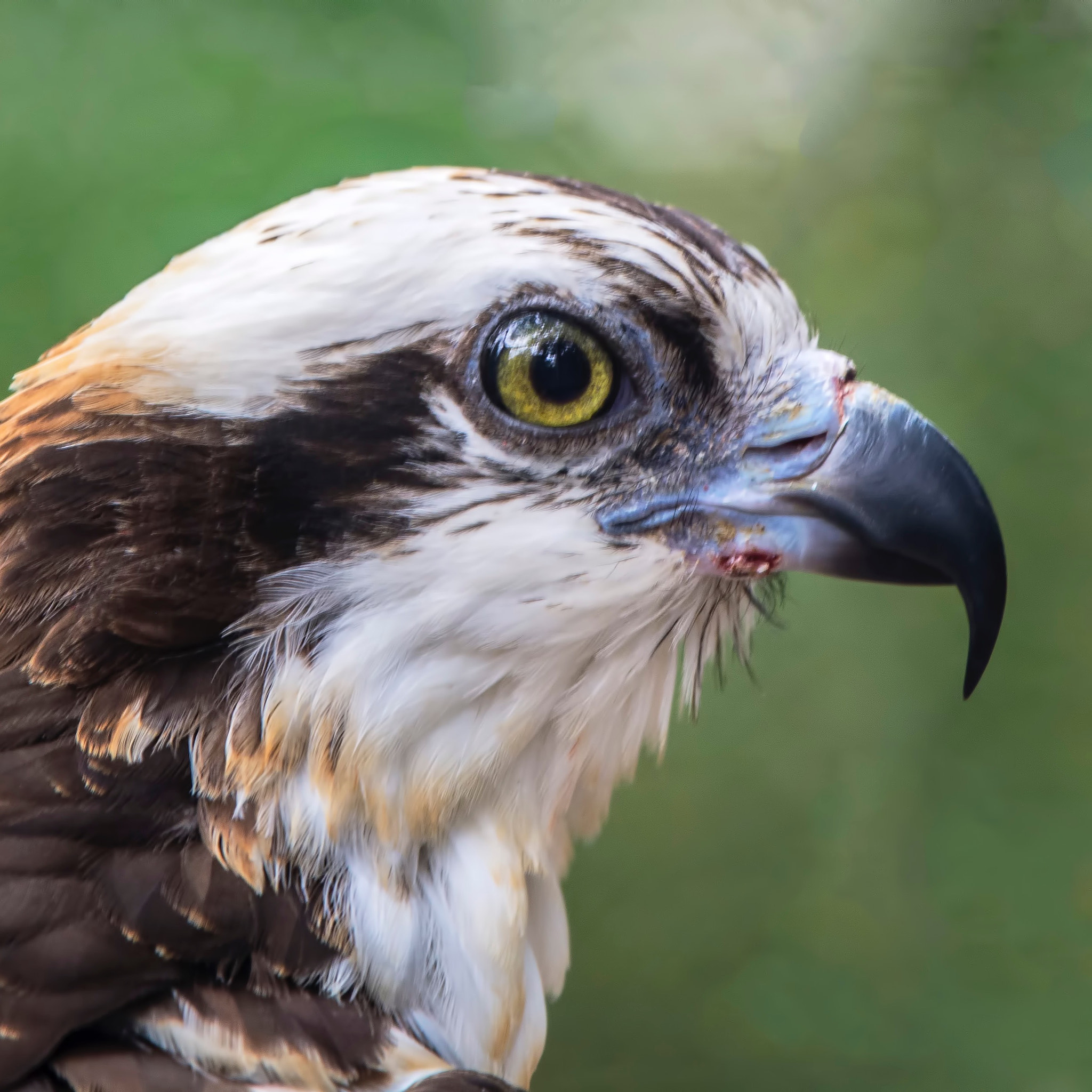 Nikon Nikkor AF-S 300mm F4E PF ED VR sample photo. Western osprey miami 2016 photography