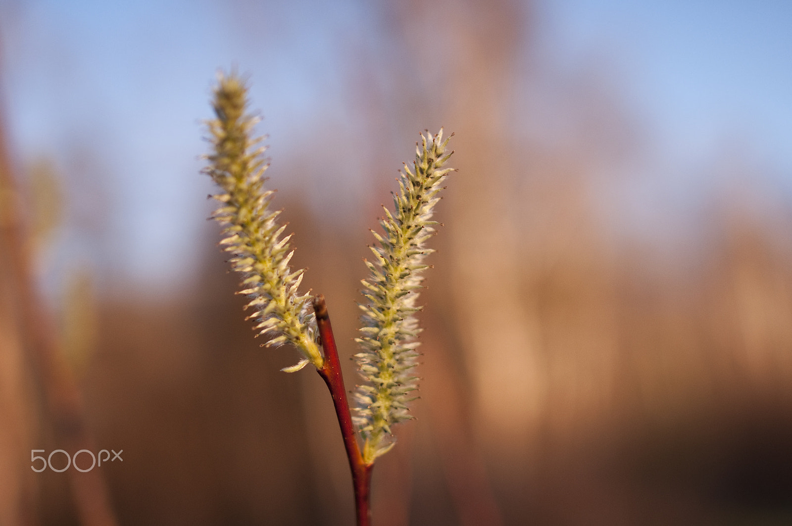 Nikon D90 + Nikon AF-S Nikkor 28mm F1.8G sample photo. Willow photography