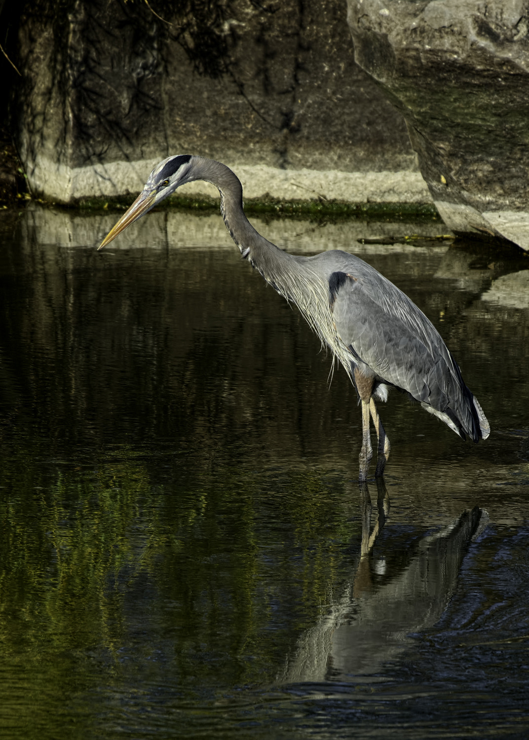 Fujifilm X-Pro1 + Fujifilm XC 50-230mm F4.5-6.7 OIS sample photo. Another heron photography