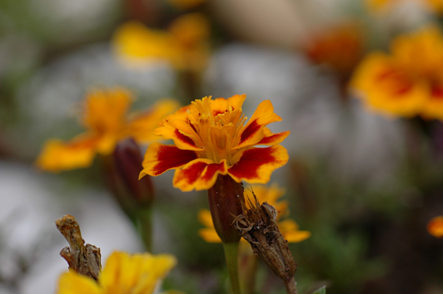 Nikon D70s + Sigma Macro 90mm F2.8 sample photo. A photography