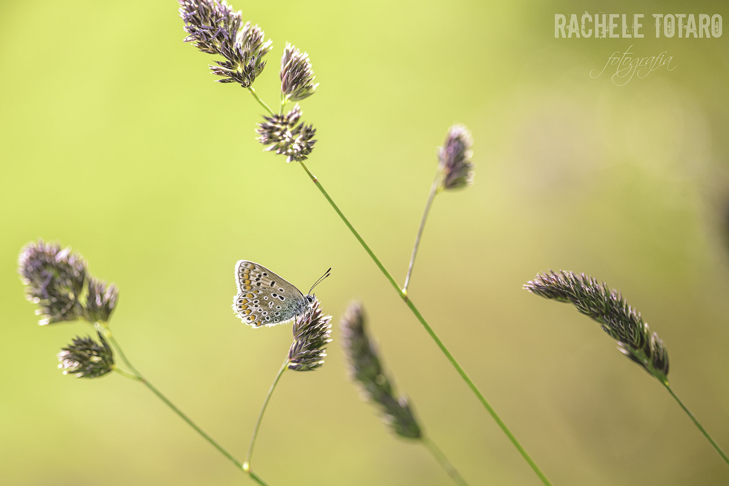Canon EOS-1Ds Mark III sample photo. Going against the grain photography