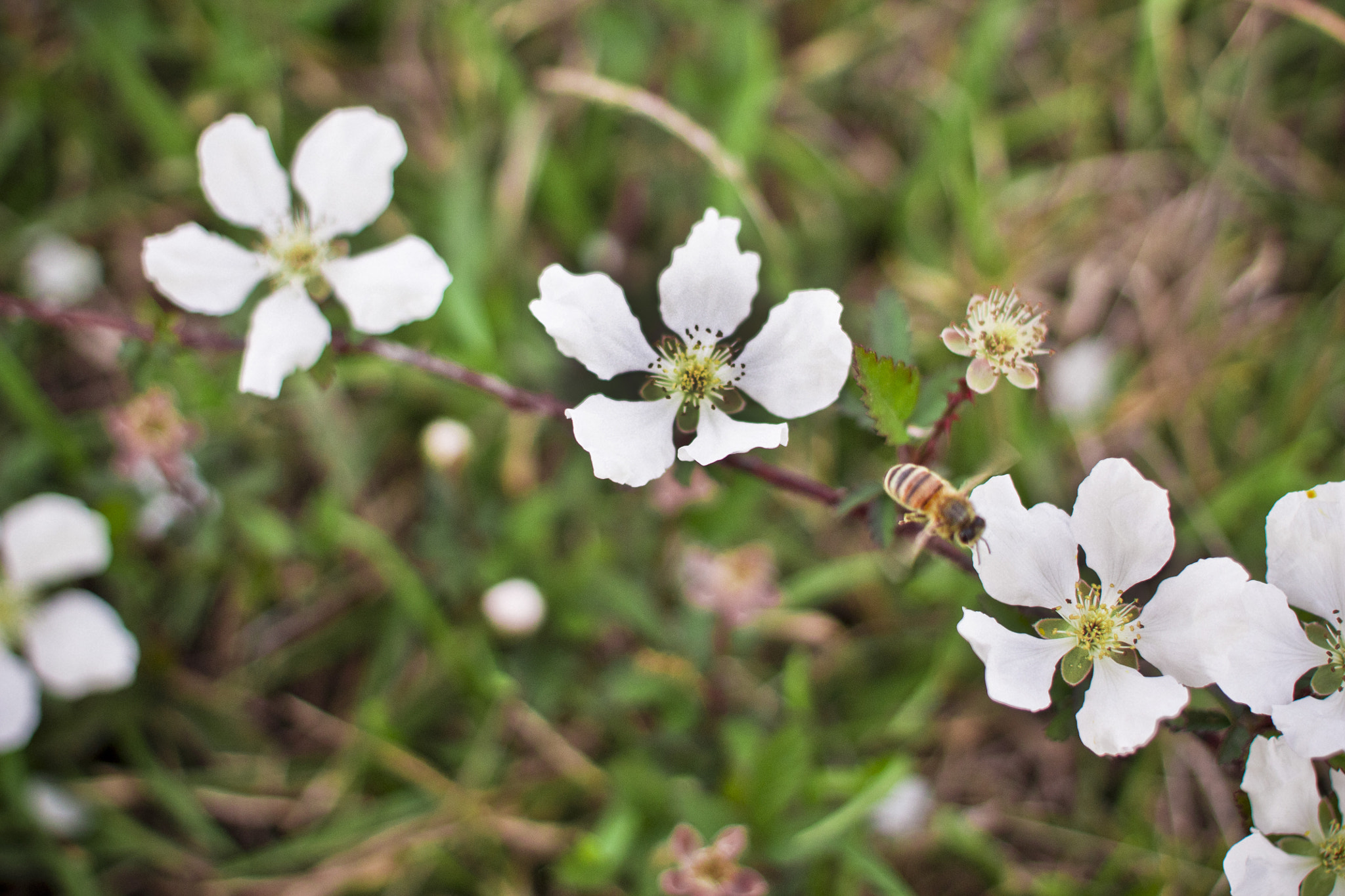 Canon EF 40mm F2.8 STM sample photo. As smart object photography