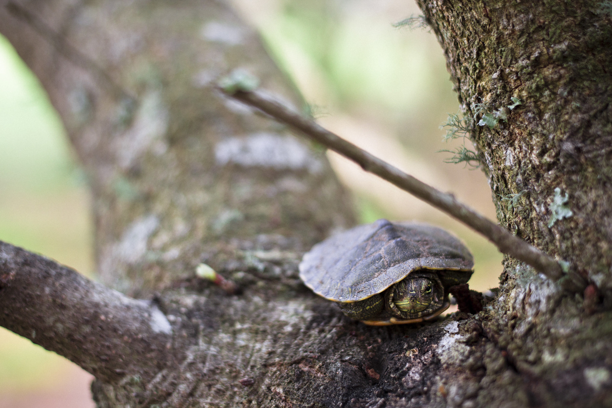 Canon EF 40mm F2.8 STM sample photo. As smart object photography