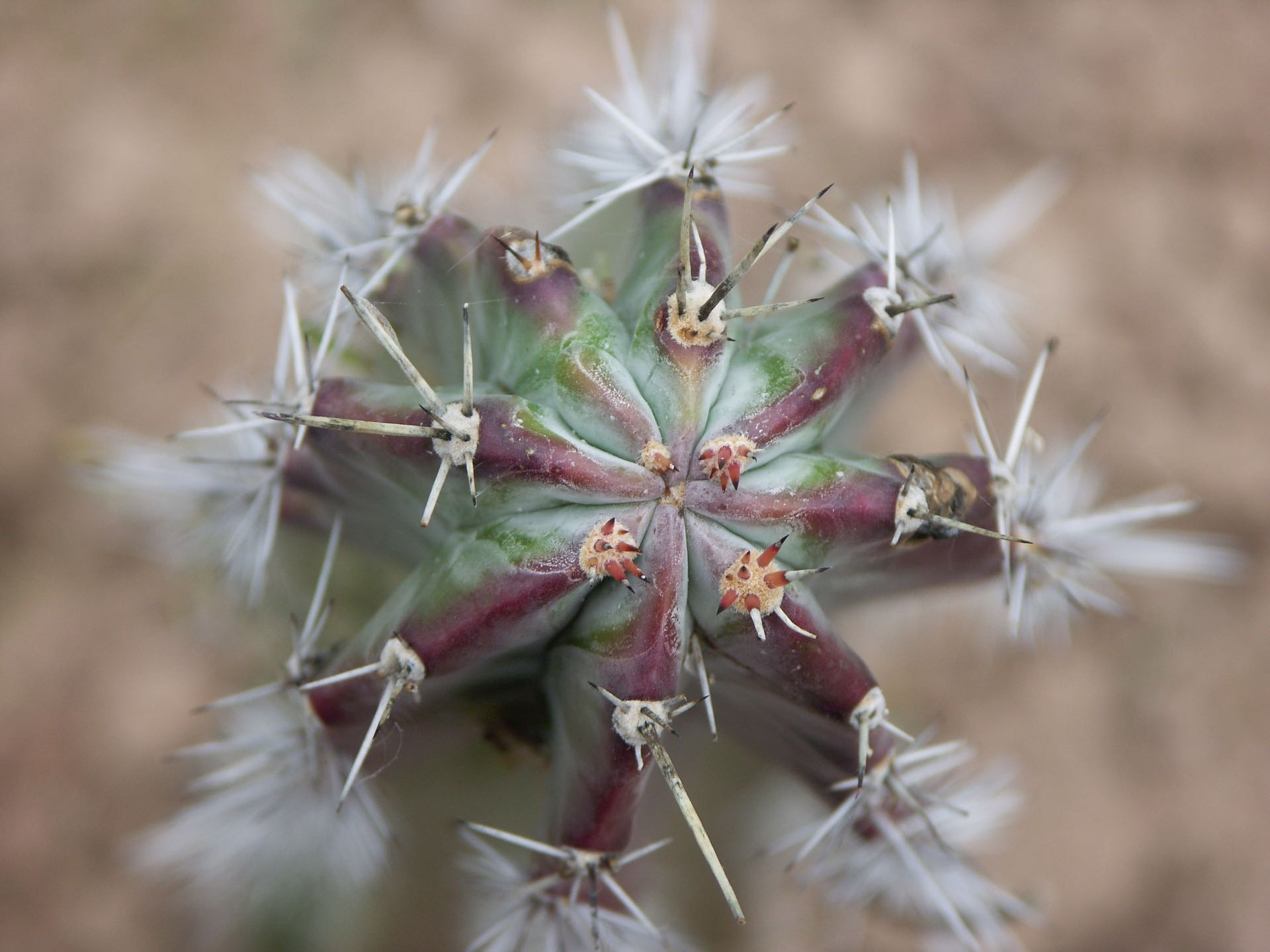 KONICA MINOLTA DiMAGE A2 sample photo. Cactus photography