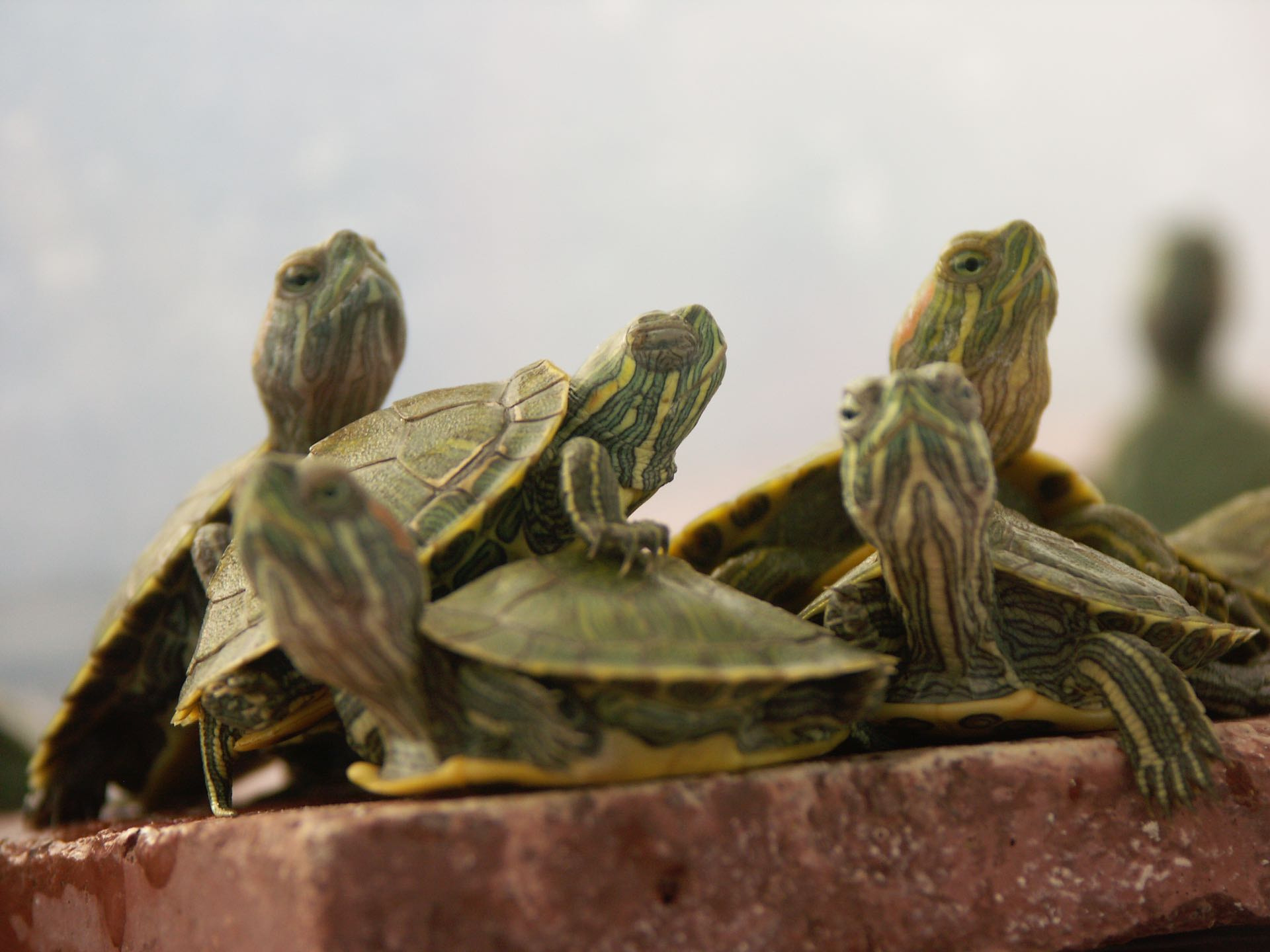 KONICA MINOLTA DiMAGE A2 sample photo. Turtles photography