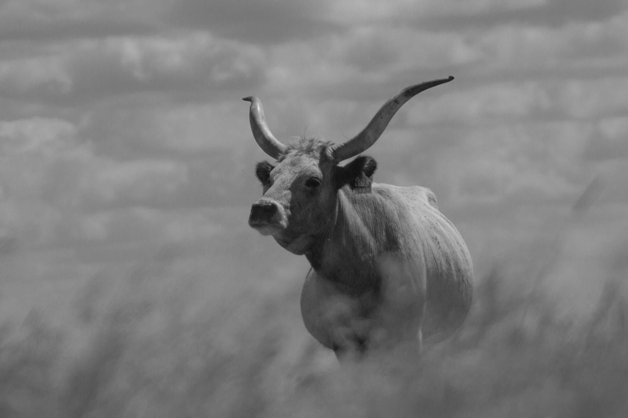 Canon EOS 600D (Rebel EOS T3i / EOS Kiss X5) + Canon EF 100-300mm F4.5-5.6 USM sample photo. Hungarian grey cattle photography