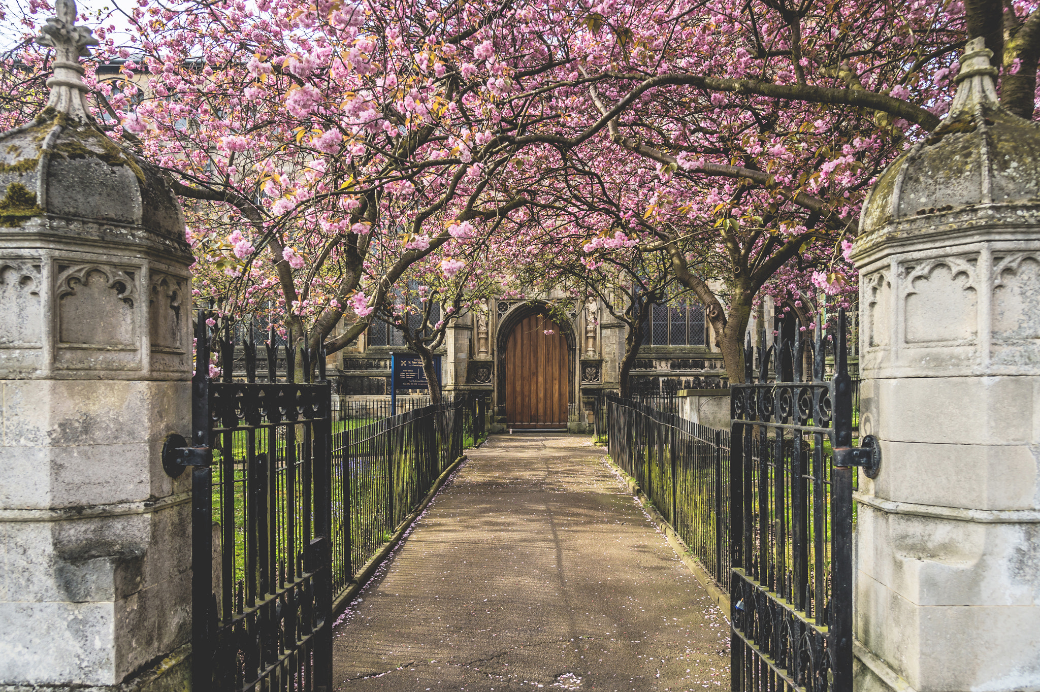 Nikon Df sample photo. Norwich cherry trees photography