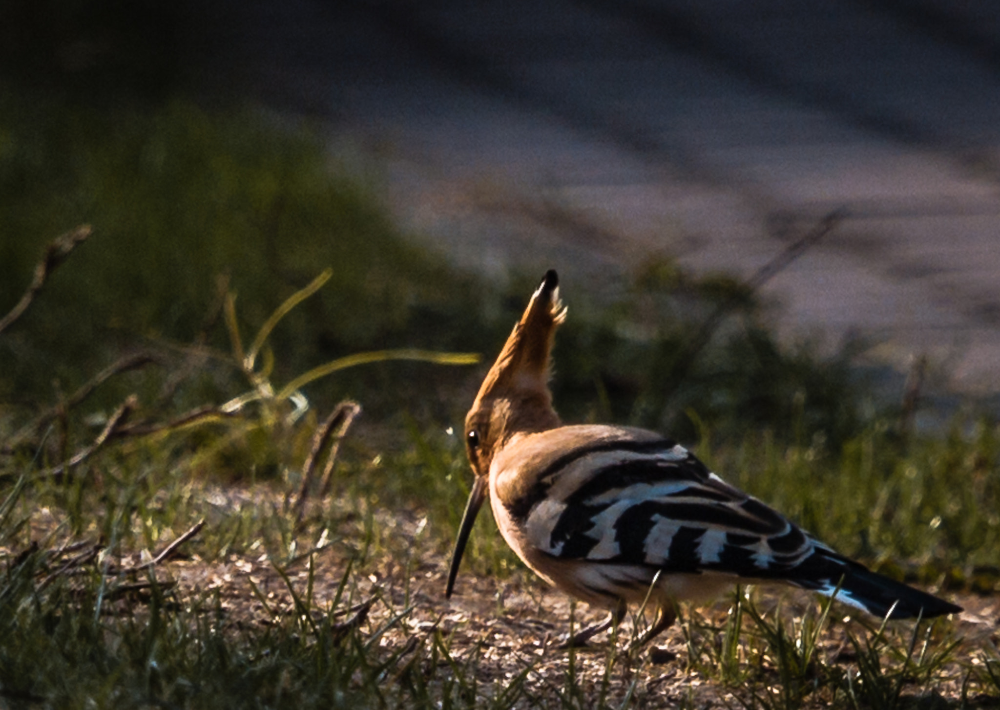Canon EF 70-200mm F4L IS USM sample photo. Wiedehopf photography