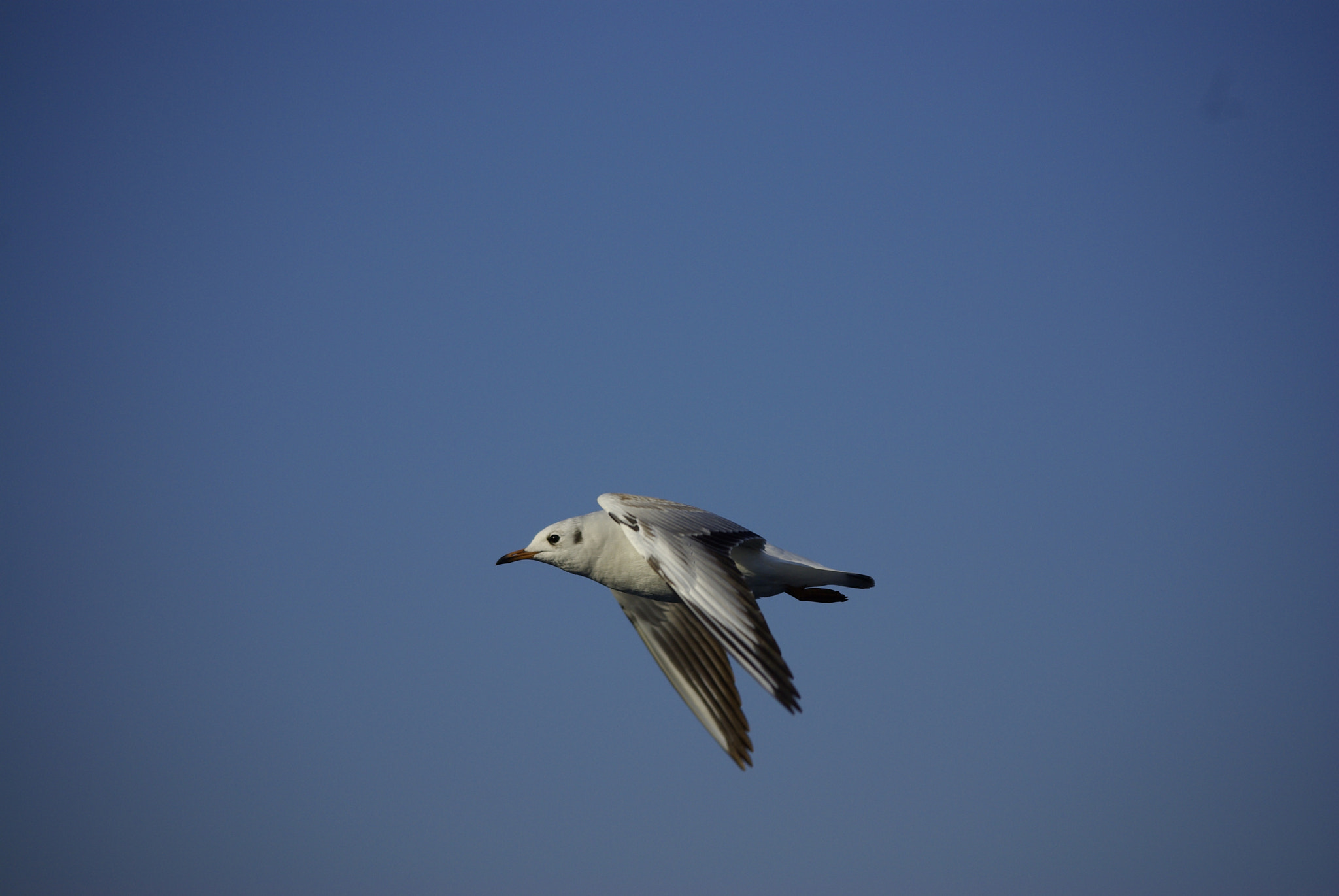Pentax smc DA 50-200mm F4-5.6 ED sample photo. _igp8998.jpg photography
