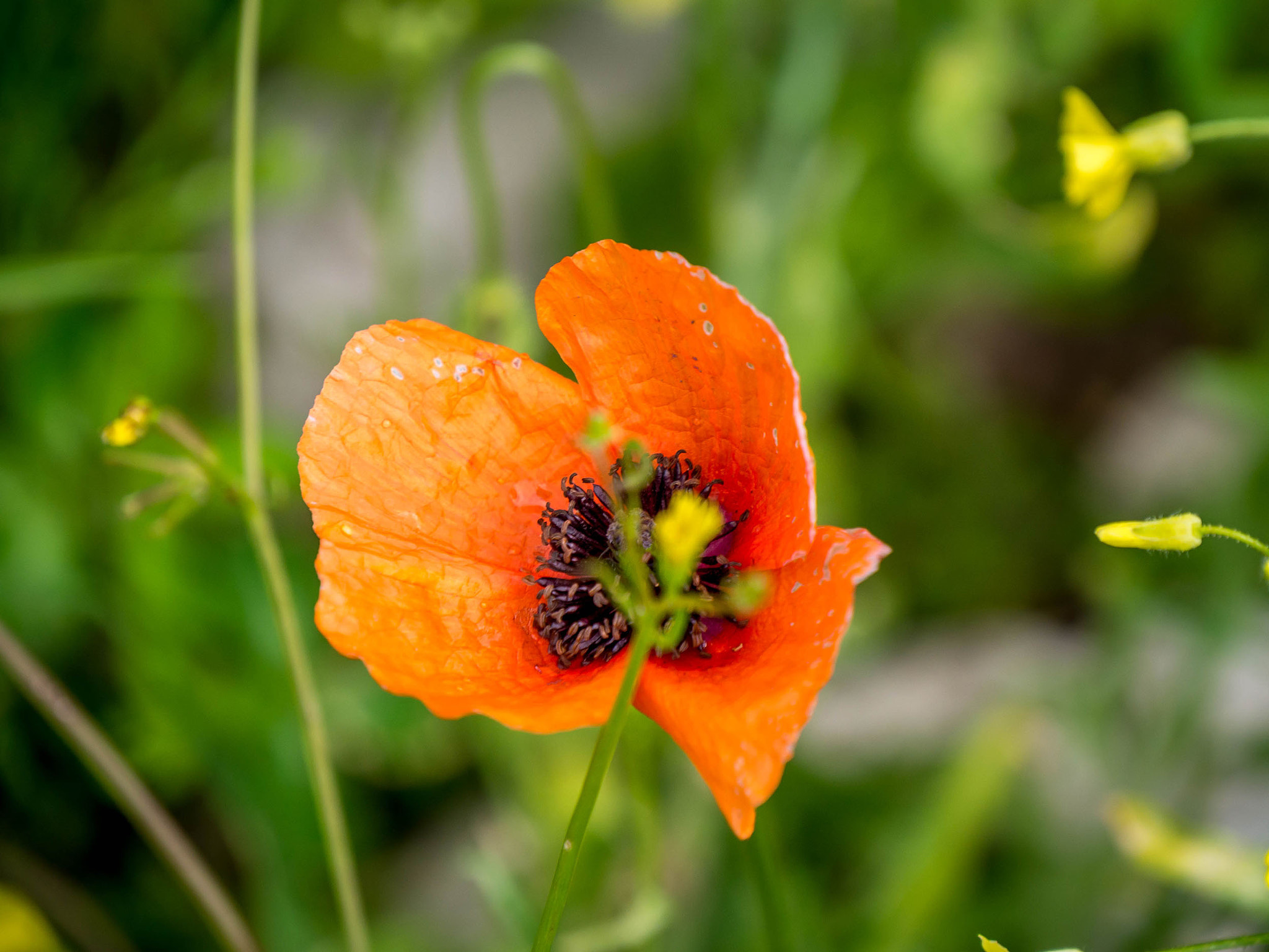 Panasonic Lumix DMC-GH3 sample photo. Orange poppies kotor photography
