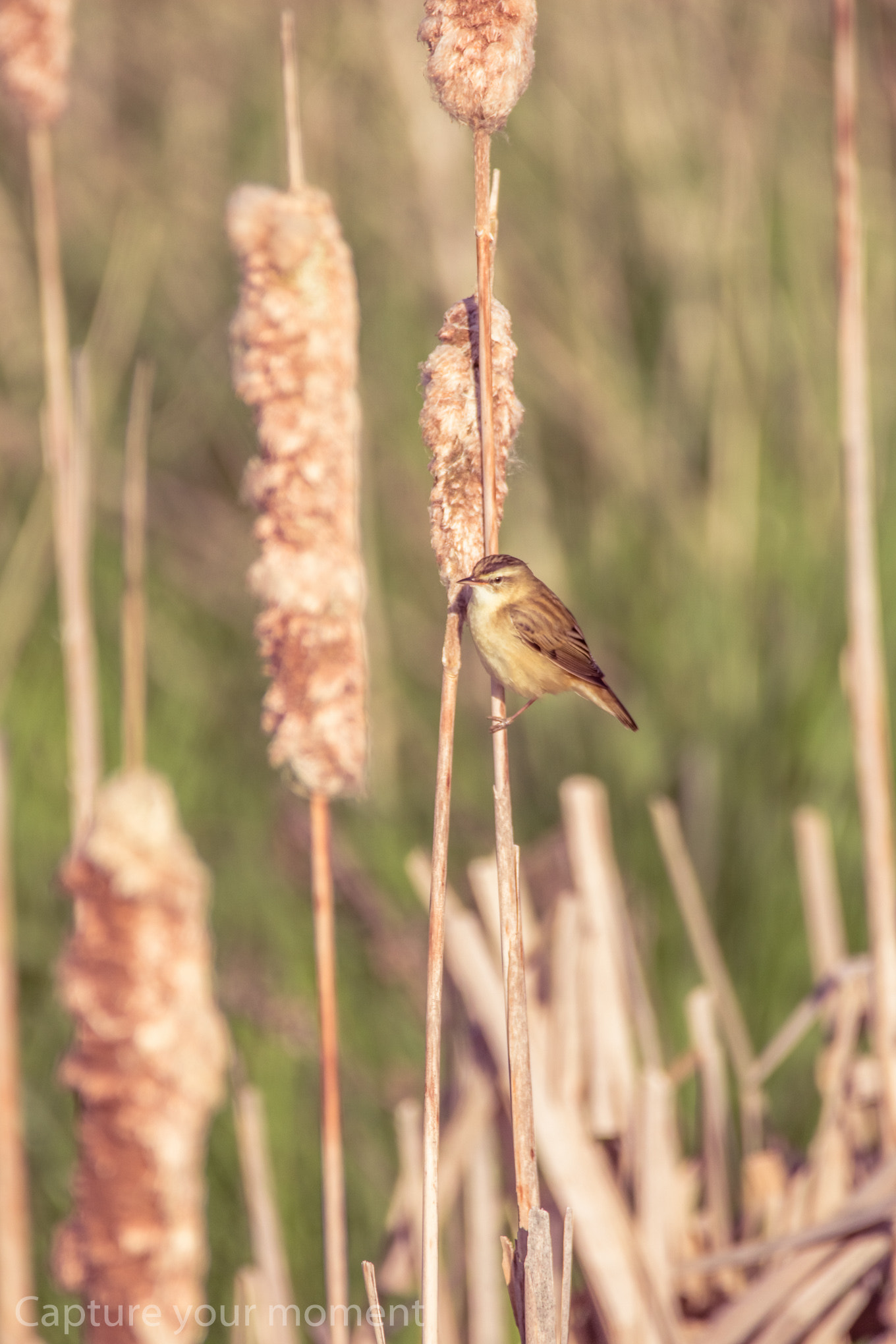 Sigma 150-600mm F5-6.3 DG OS HSM | C sample photo. Little one photography
