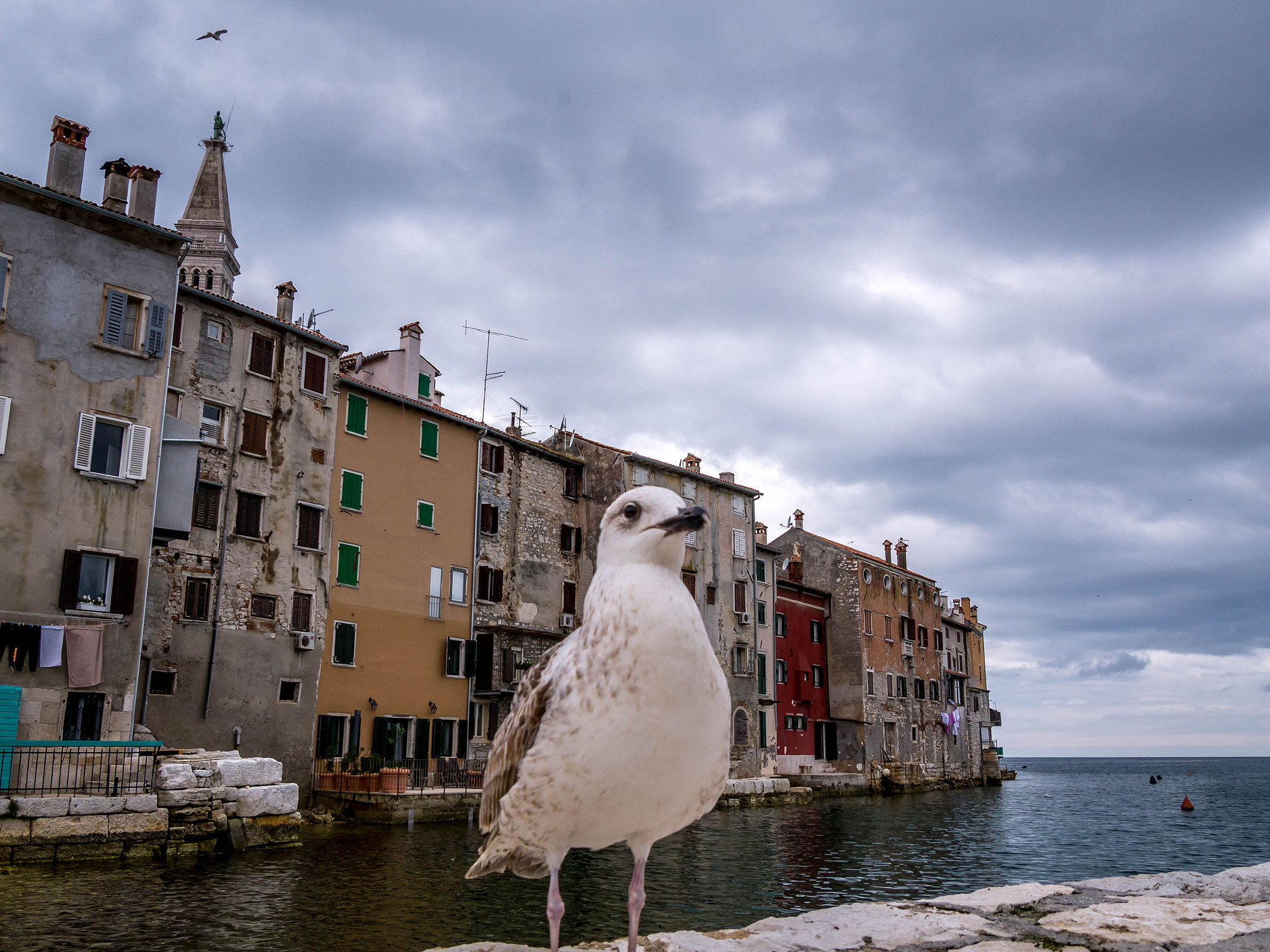 Panasonic Lumix DMC-GH3 sample photo. Seagull introduces rovij photography