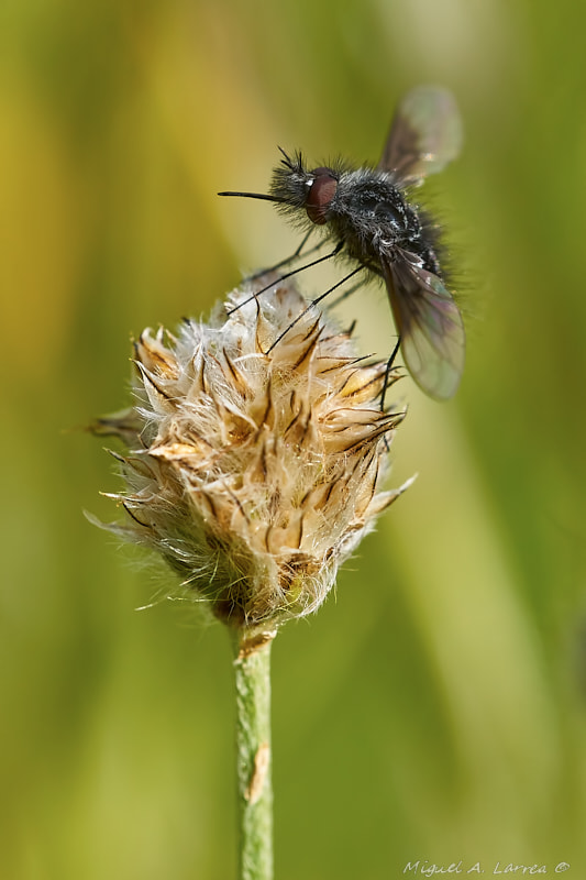 Sony ILCA-77M2 + 150mm F2.8 sample photo. Bombylella atra photography