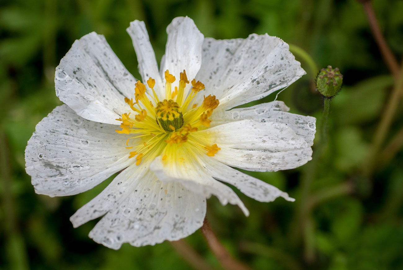 Nikon D300 + Nikon AF Micro-Nikkor 60mm F2.8D sample photo. Après la pluie photography