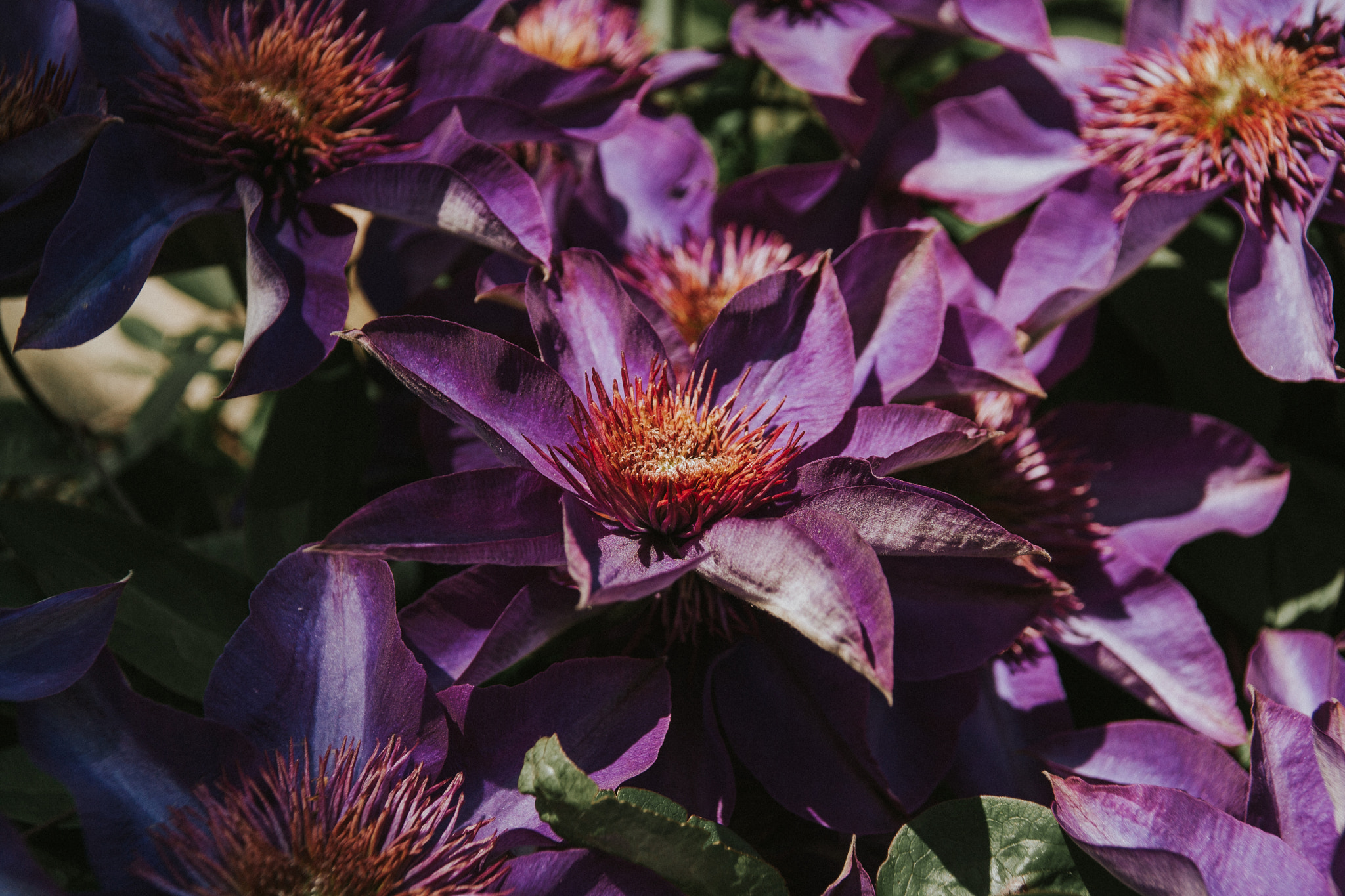 Sigma 18-125mm f/3.5-5.6 DC IF ASP sample photo. Purple photography
