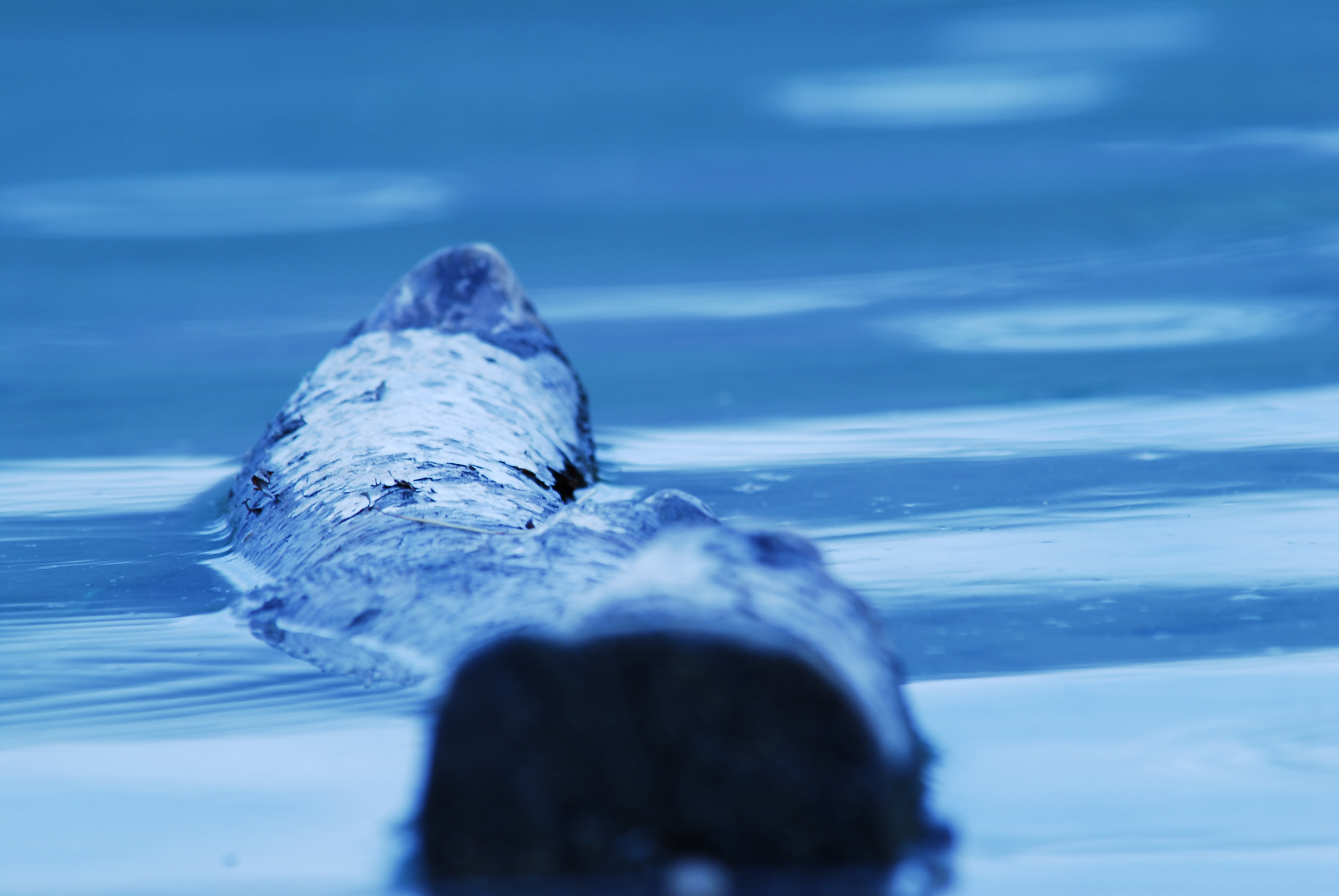 Nikon D200 sample photo. Ancora dominante blu.... photography
