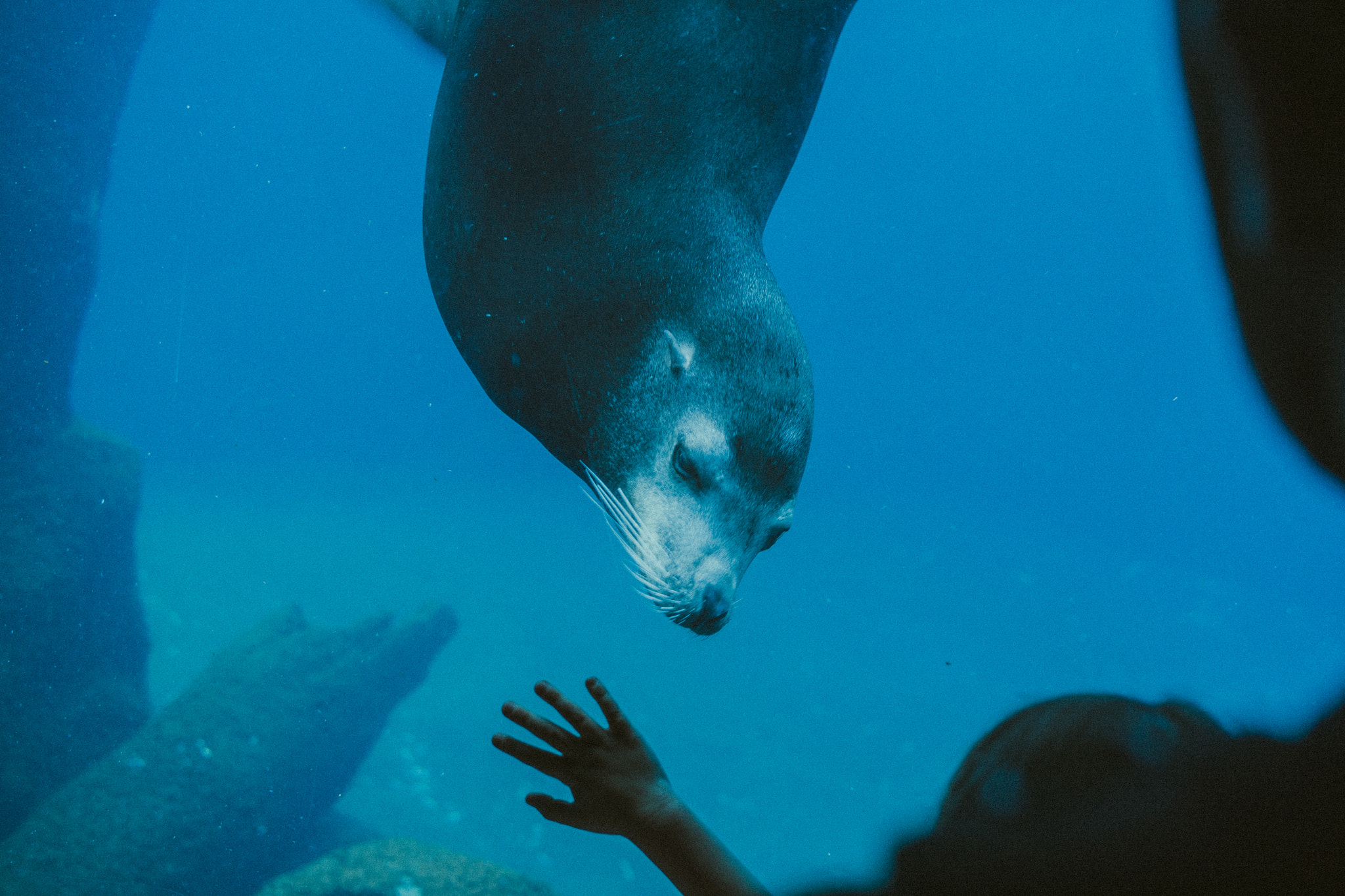 Canon EF 40mm F2.8 STM sample photo. Sea lion photography