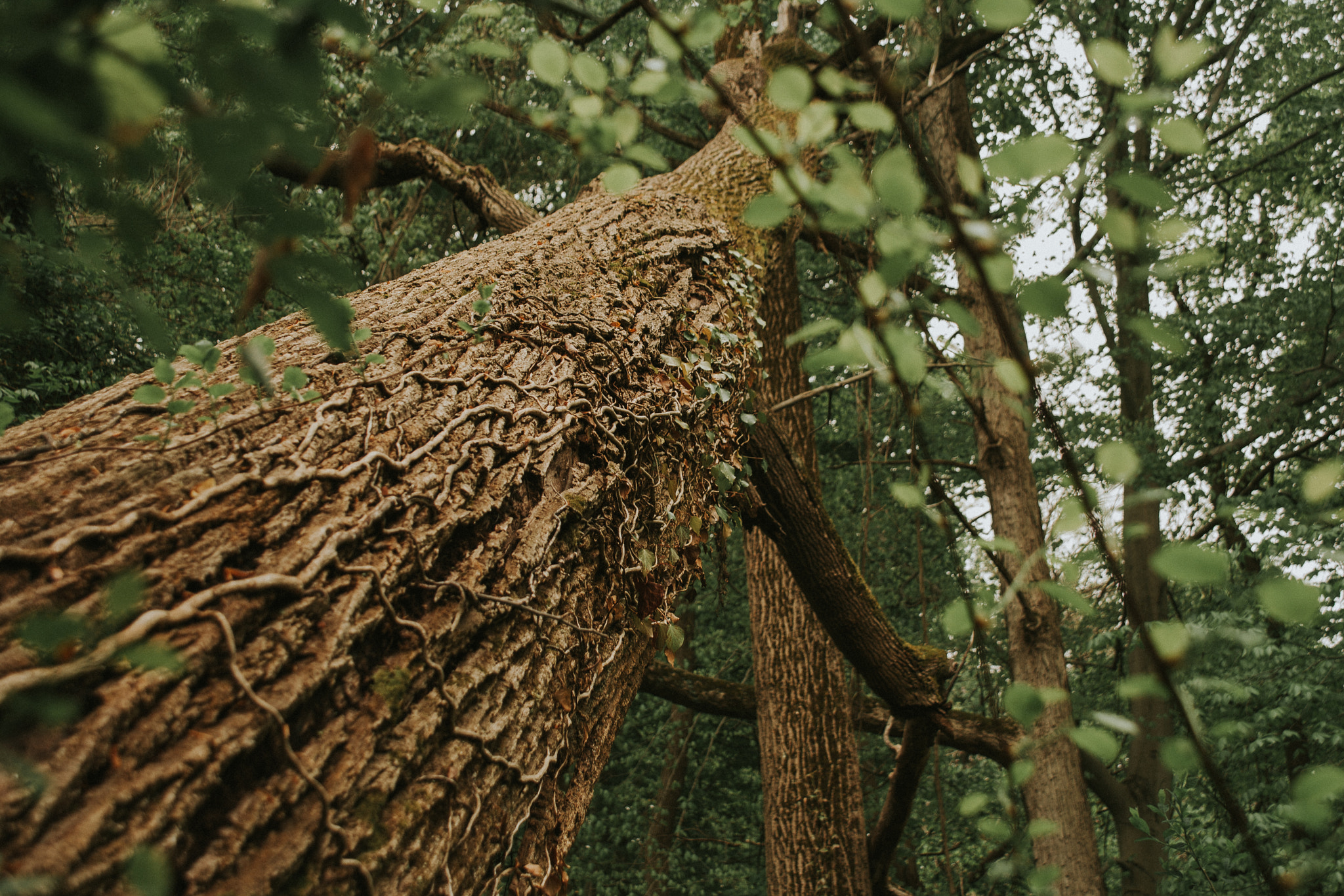 Sigma 18-125mm f/3.5-5.6 DC IF ASP sample photo. Vines photography