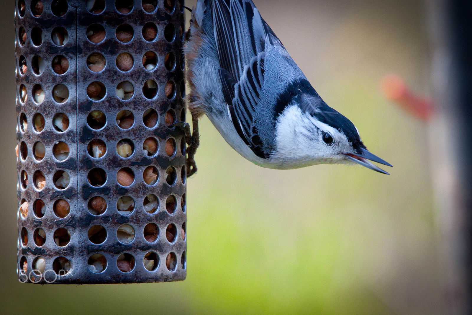 Tamron SP 150-600mm F5-6.3 Di VC USD sample photo. White-breasted nuthatch photography