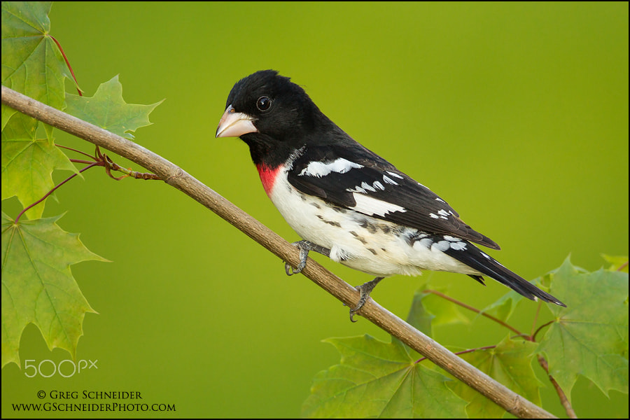Canon EOS-1D Mark IV + Canon EF 800mm F5.6L IS USM sample photo. Rose-breasted grosbeak (male) on maple photography
