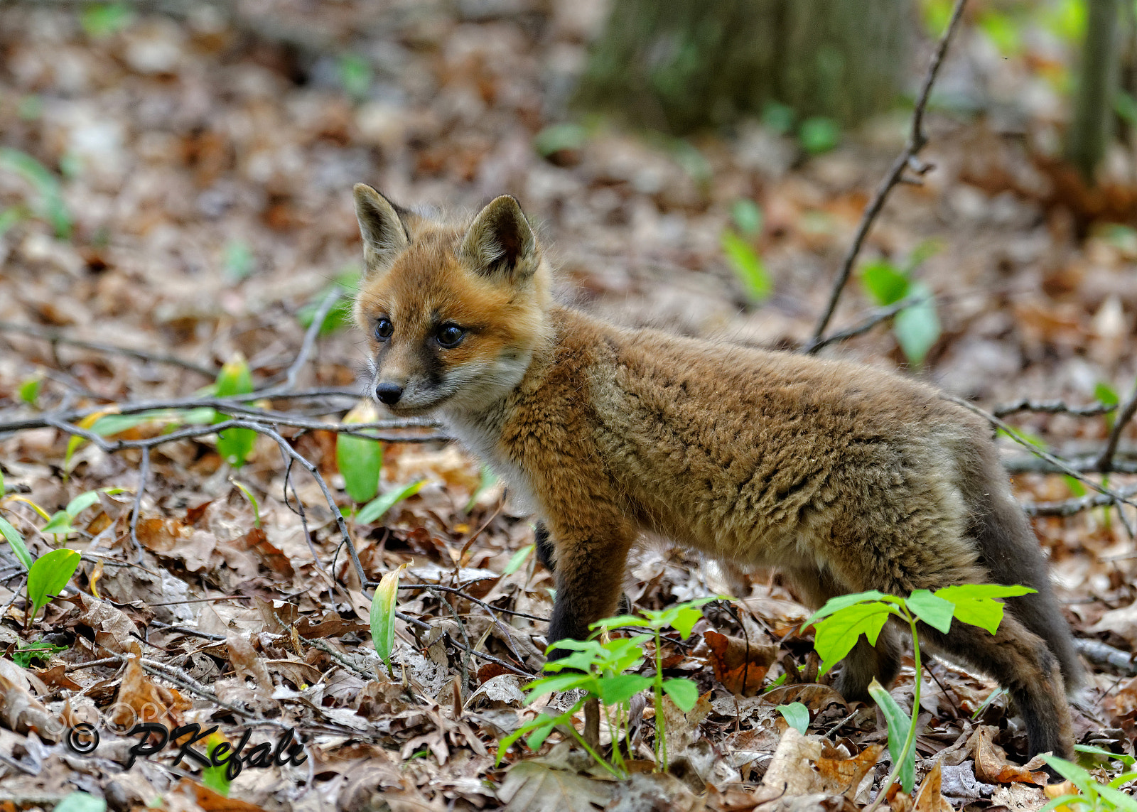 Nikon D600 sample photo. Baby fox - exploring photography