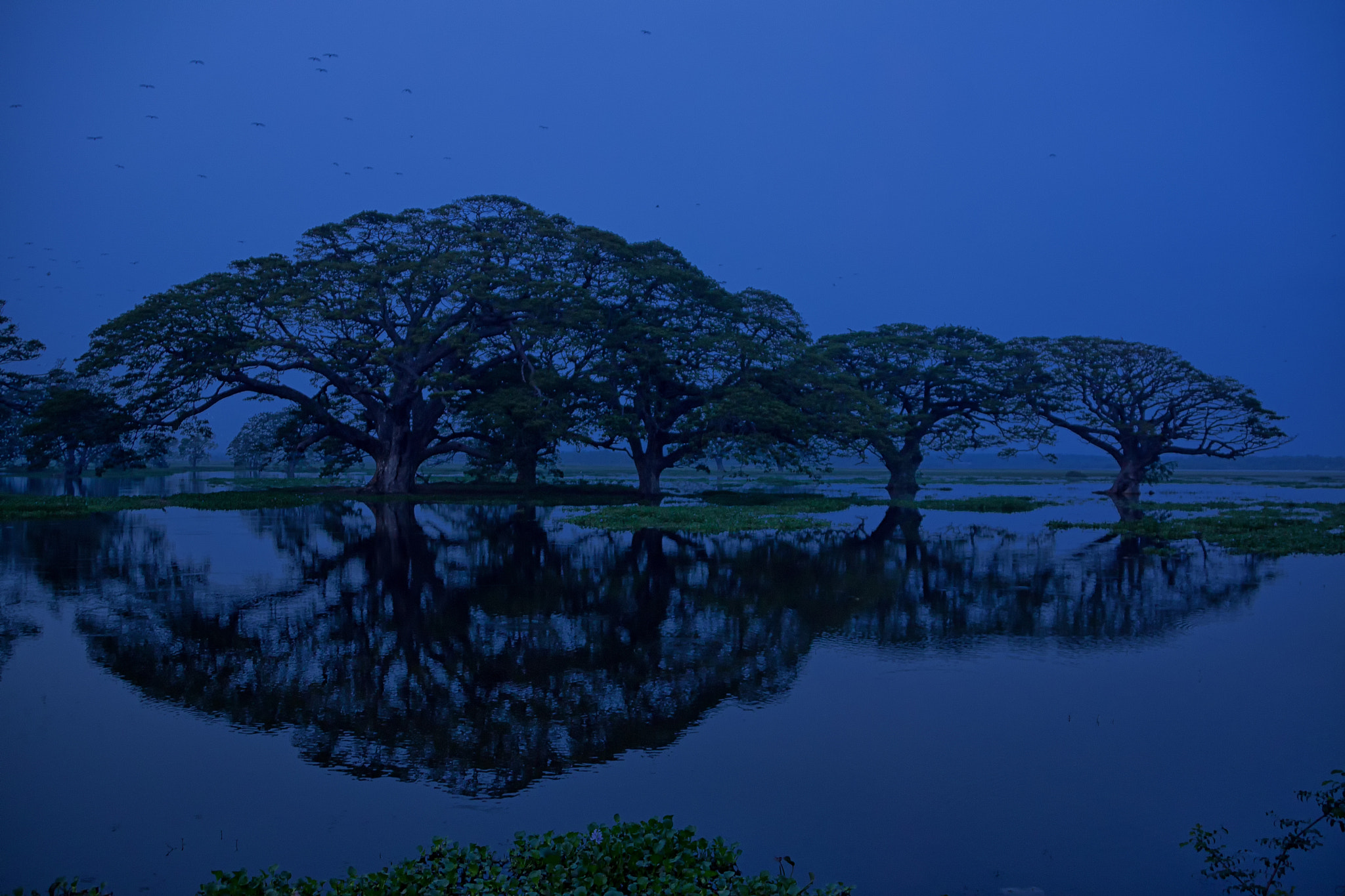 Canon EOS 500D (EOS Rebel T1i / EOS Kiss X3) sample photo. Reflection - tranquil tissamaharama lake, srilanka photography