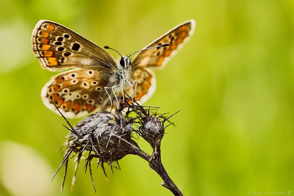 Sony ILCA-77M2 + 150mm F2.8 sample photo. Butterfly on green photography