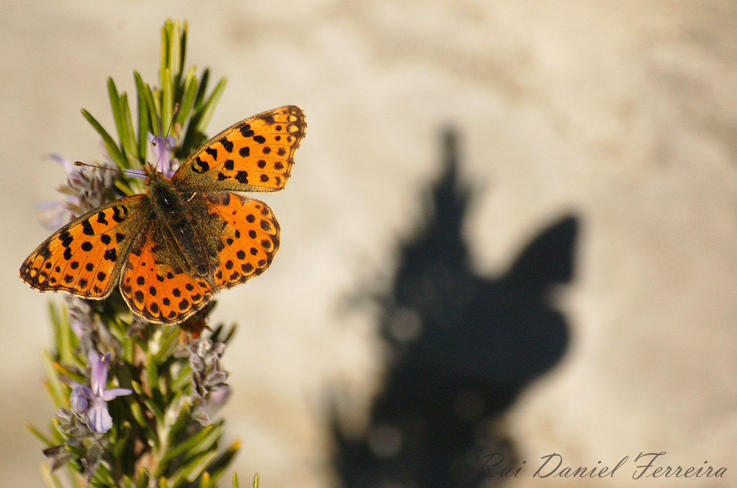Nikon D50 sample photo. Prateada - issoria lathonia photography