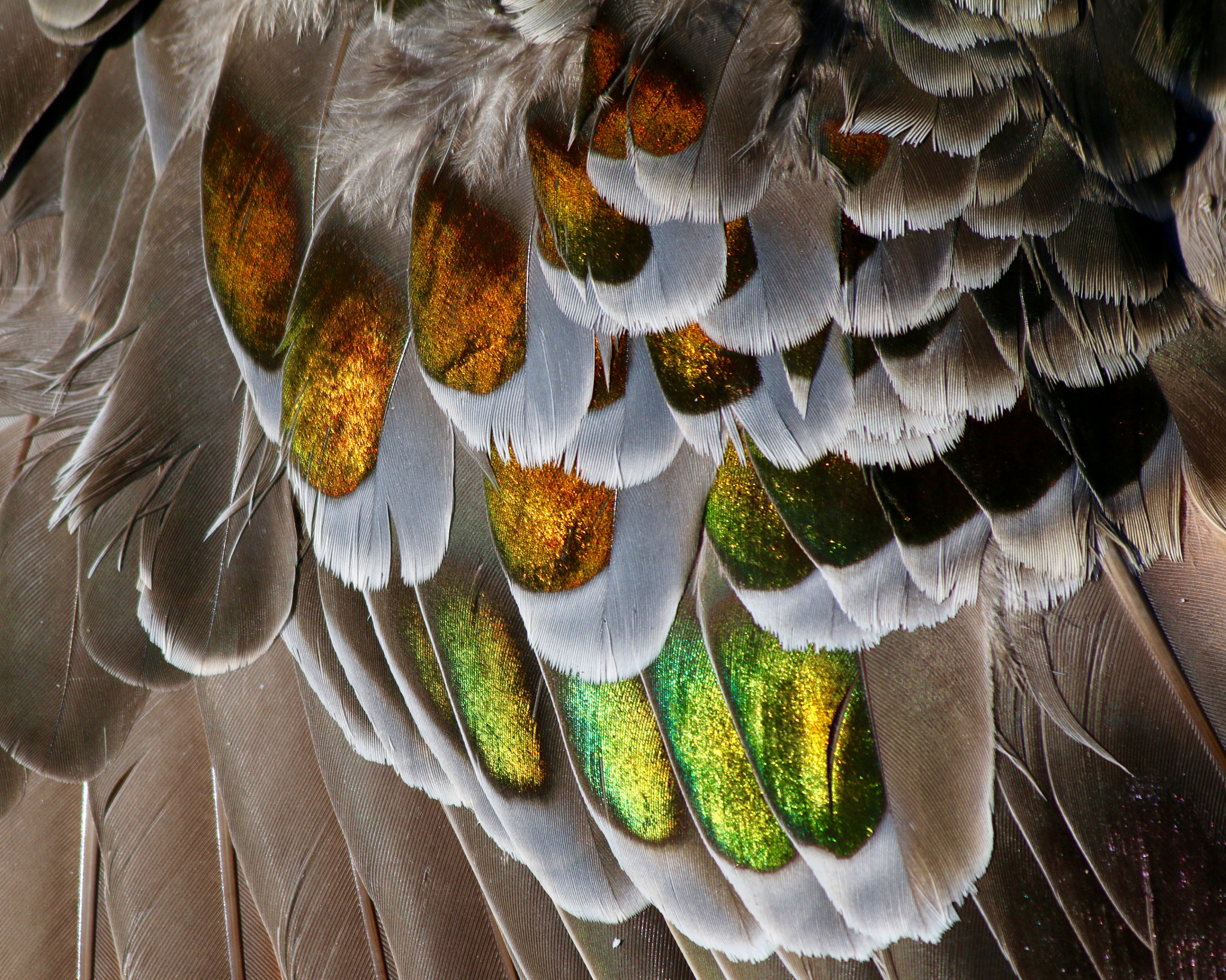 Canon EOS 70D + Canon EF 70-300mm F4-5.6 IS USM sample photo. The stunning feathers of the common bronzewing. photography