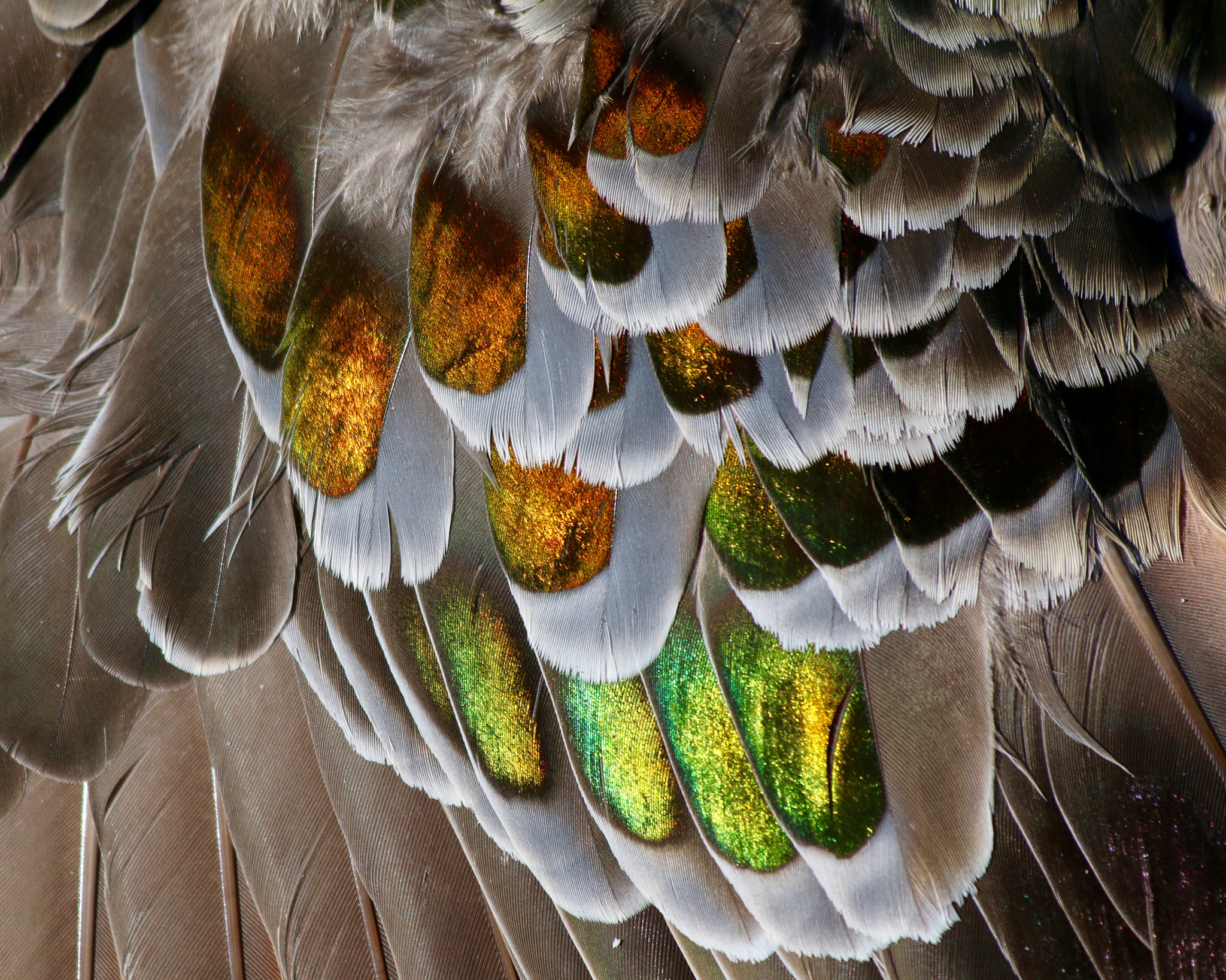Canon EF 70-300mm F4-5.6 IS USM sample photo. The stunning feathers of the common bronzewing. photography